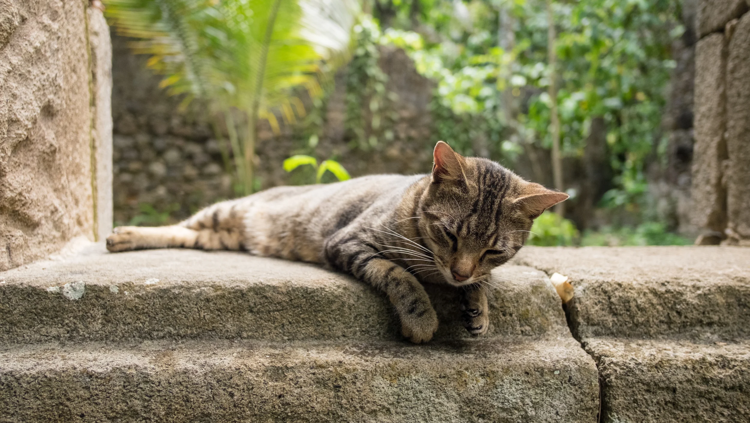 "Tiger" jungle kitty