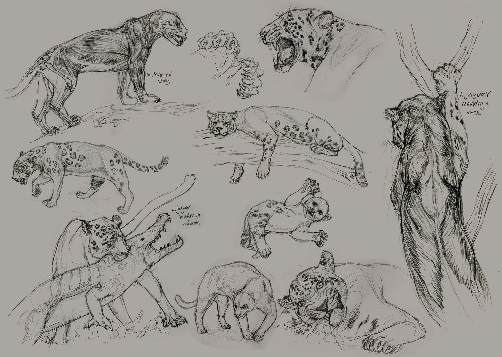 jaguarpage1.jpg