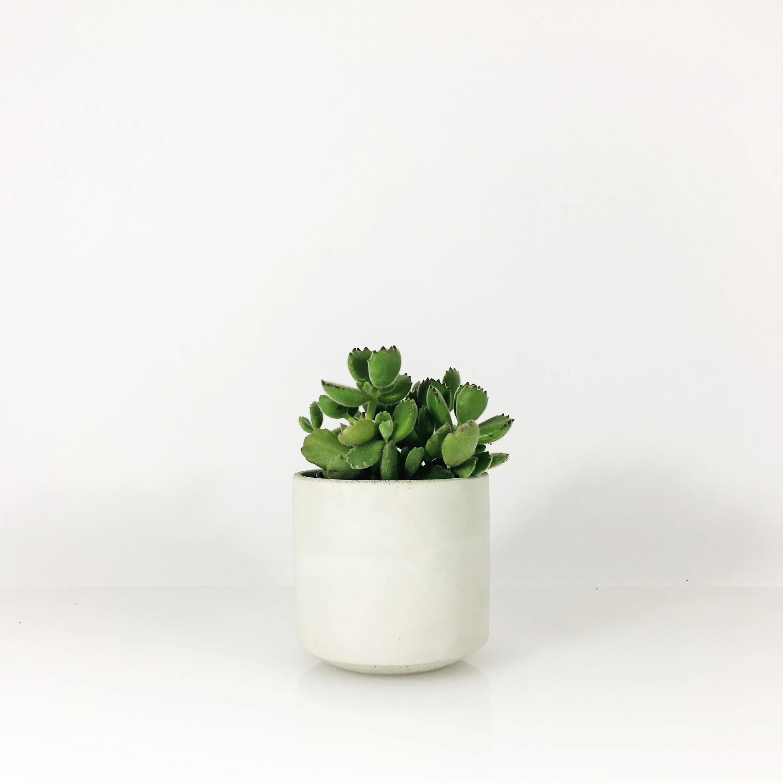 SETTLEWELL 4" Straight Sided Concrete Pot / White