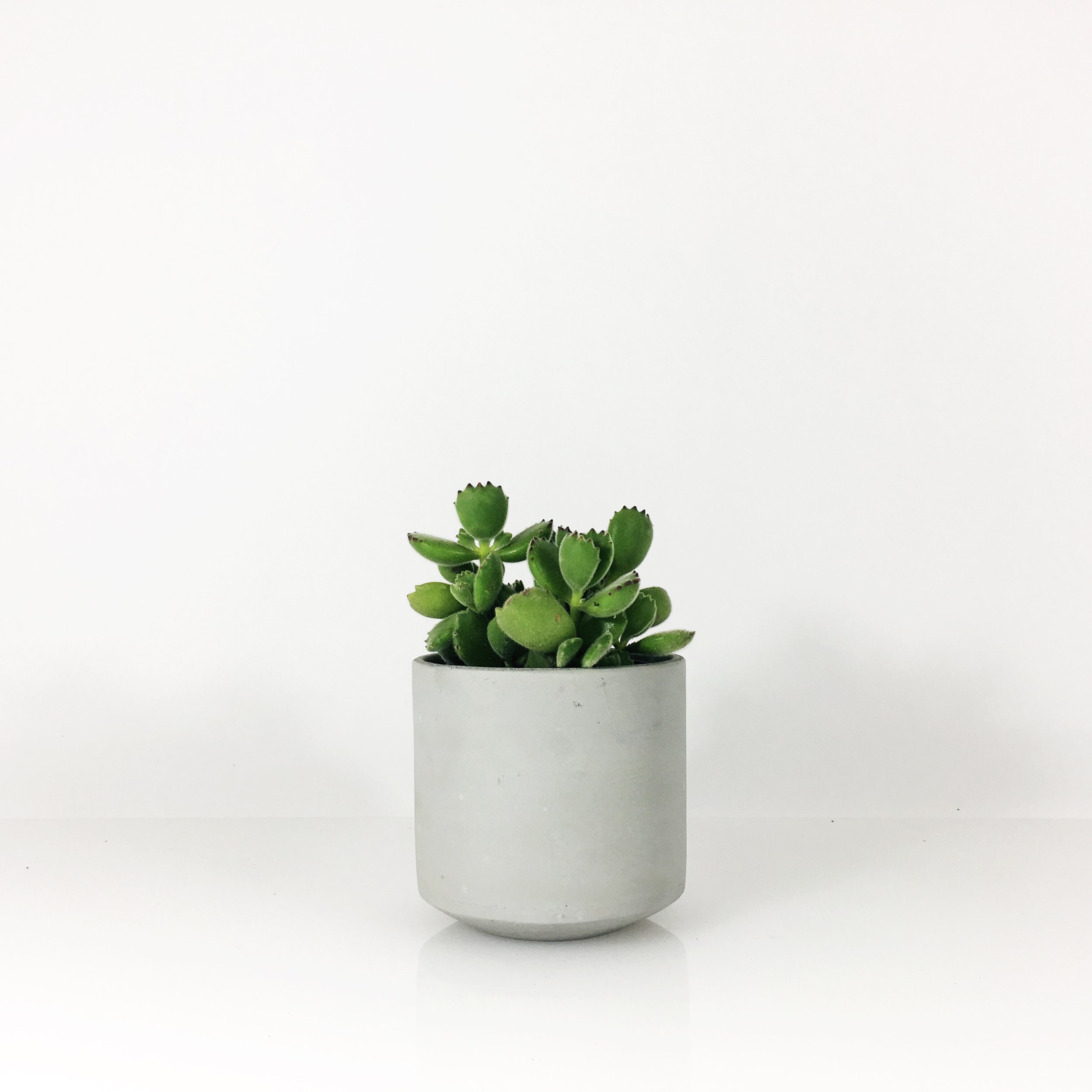 SETTLEWELL 4" Straight Sided Concrete Pot / Light Gray