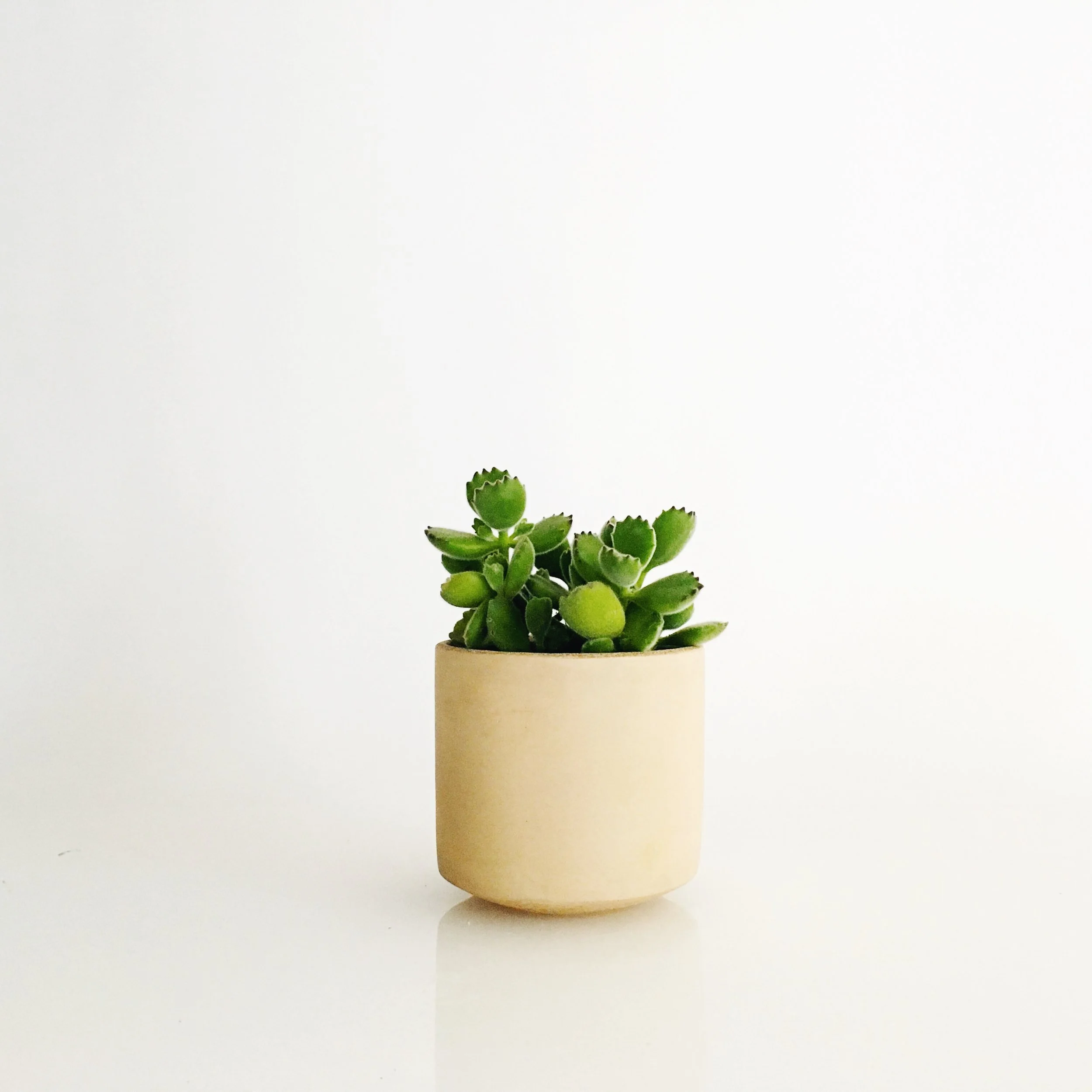 SETTLEWELL 4" Straight Sided Concrete Pot / Blush