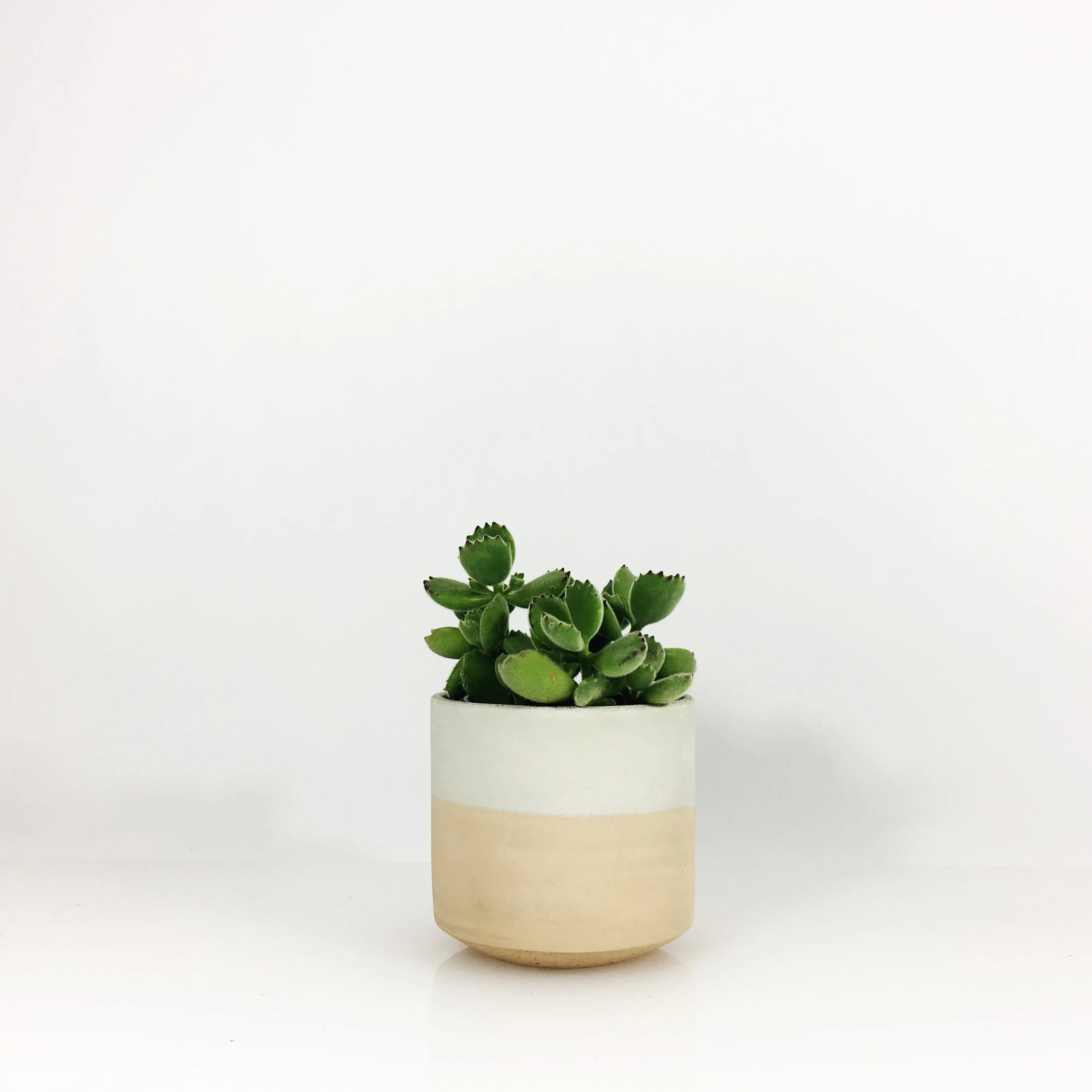 SETTLEWELL 4" Straight Sided Concrete Pot / Blush Flip