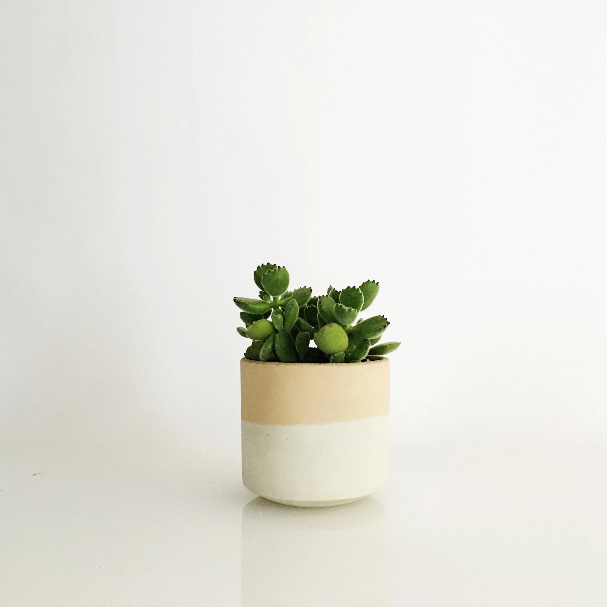SETTLEWELL 4" Straight Sided Concrete Pot / Blush Two Tone