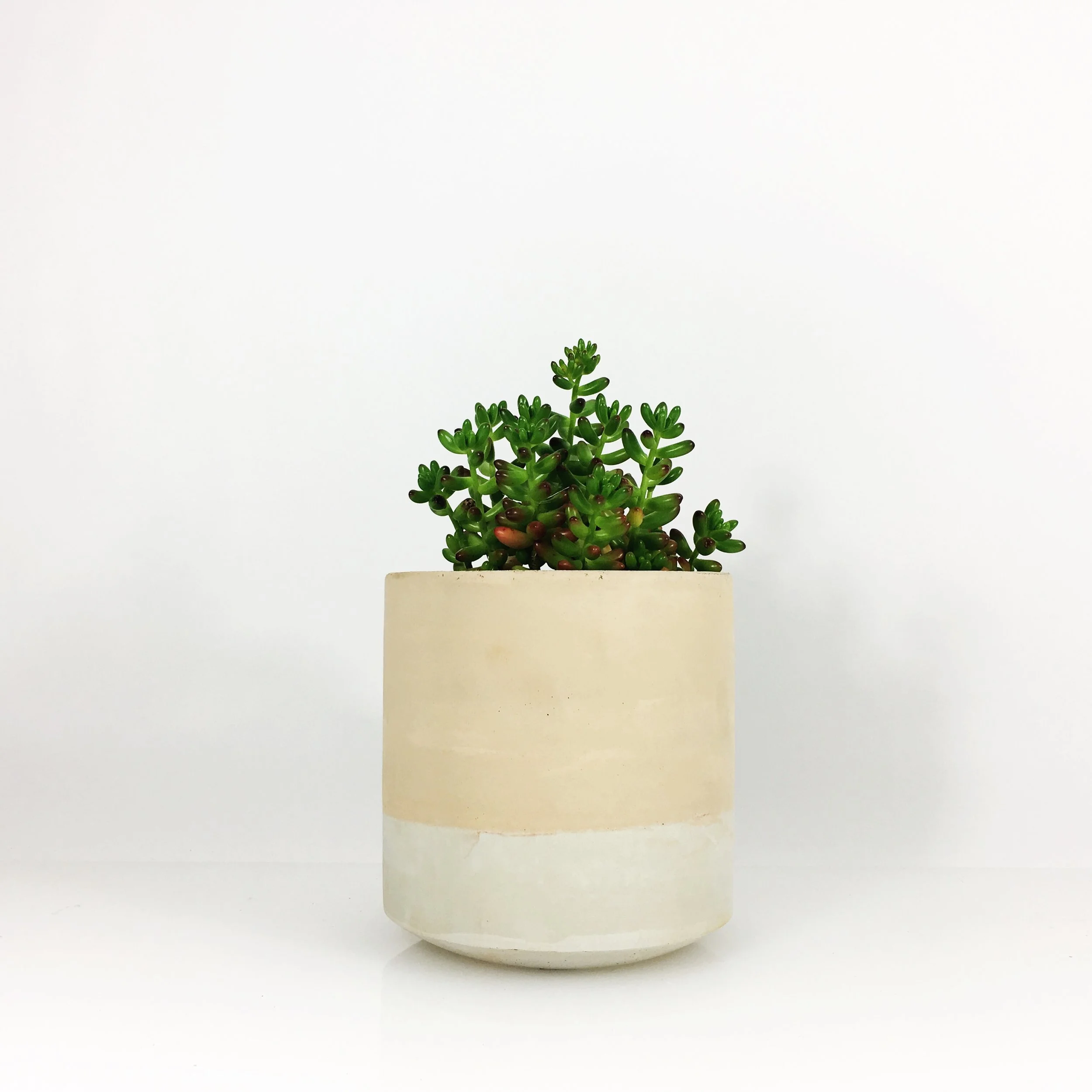 SETTLEWELL 6" Straight Sided Concrete Pot / Blush Two Tone