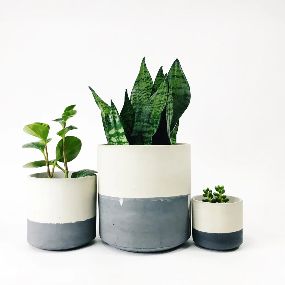 holders for air plants Square Air Plant Hanger