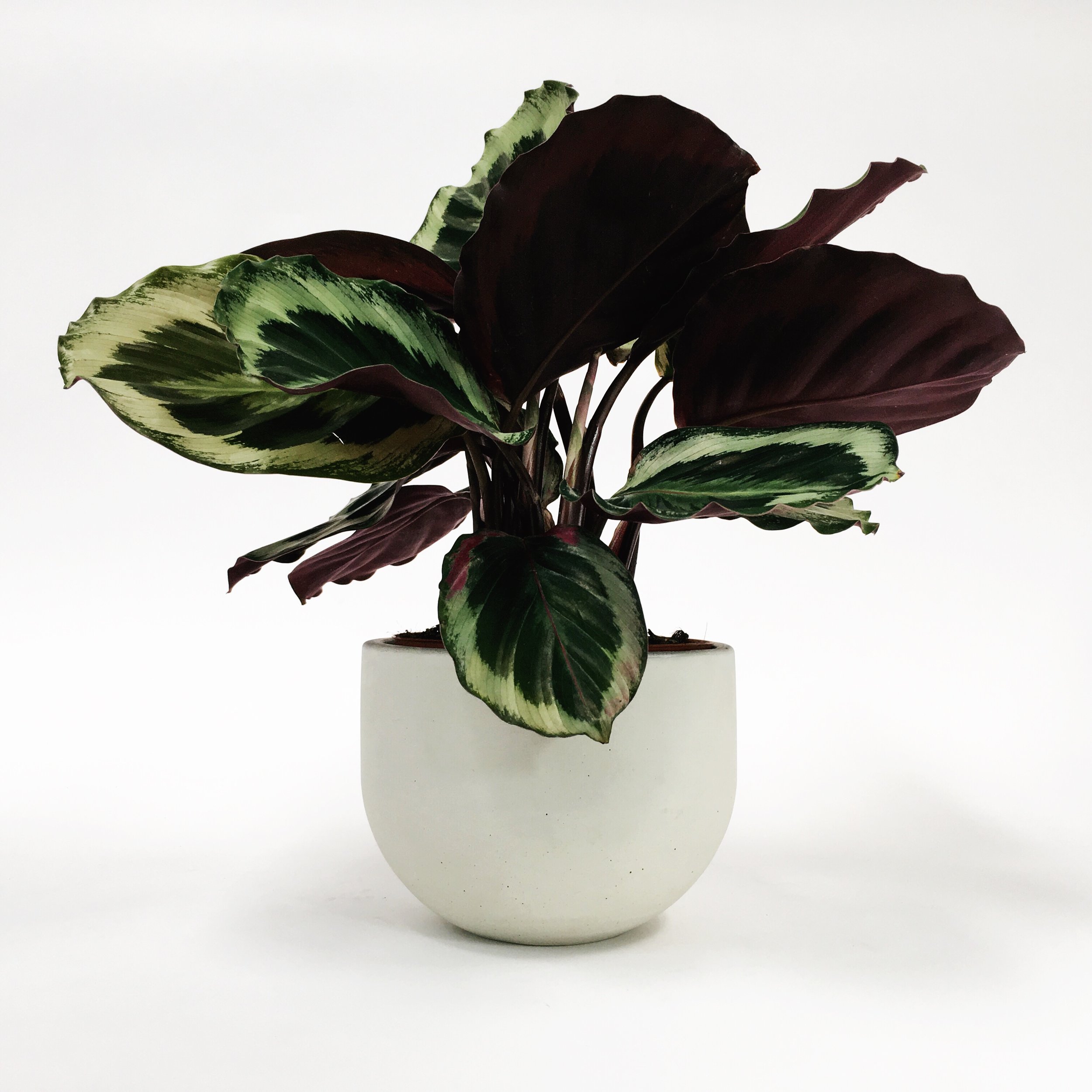 SETTLEWELL 6" Concrete Bowl Planter / White