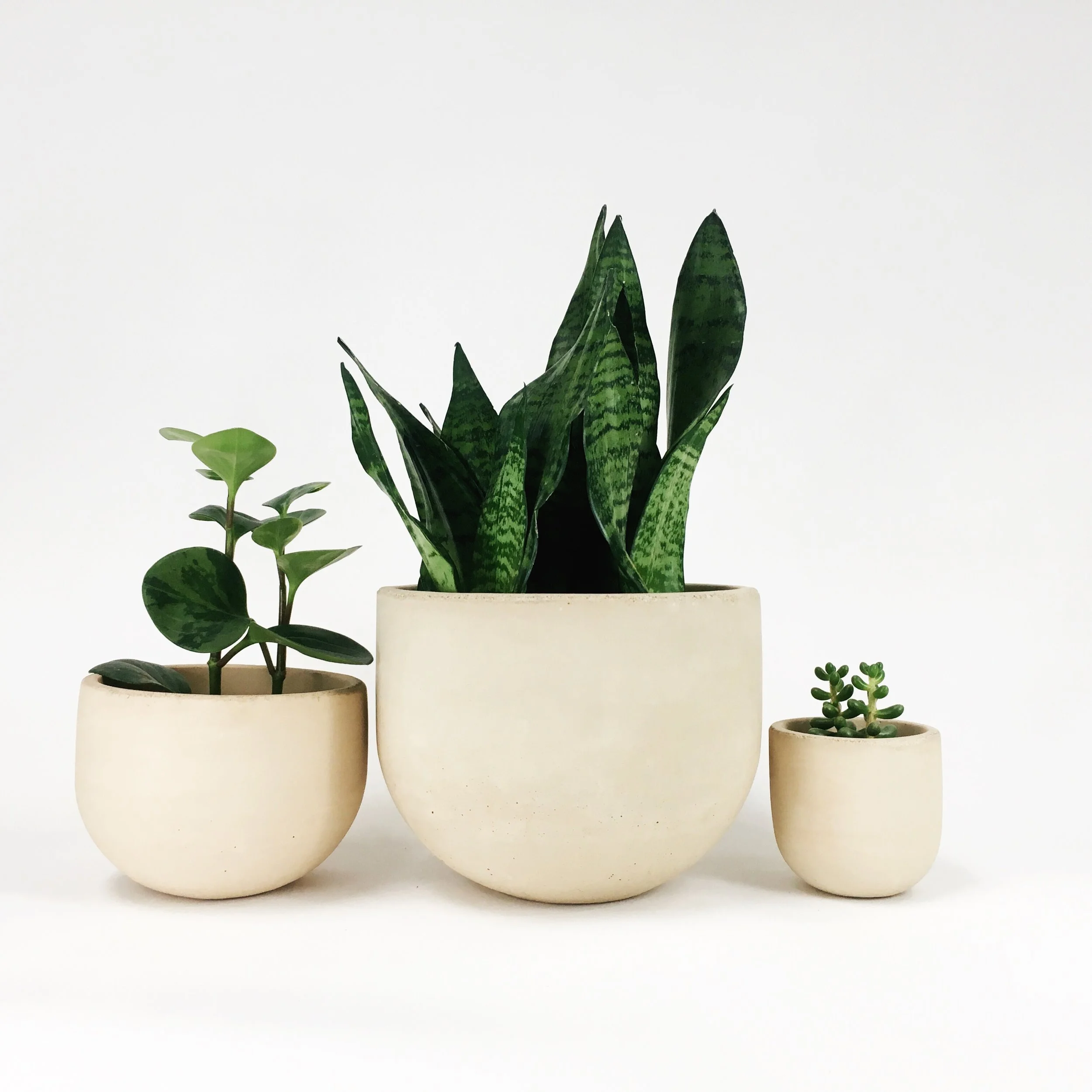 SETTLEWELL 9" Concrete Bowl Planter / Blush