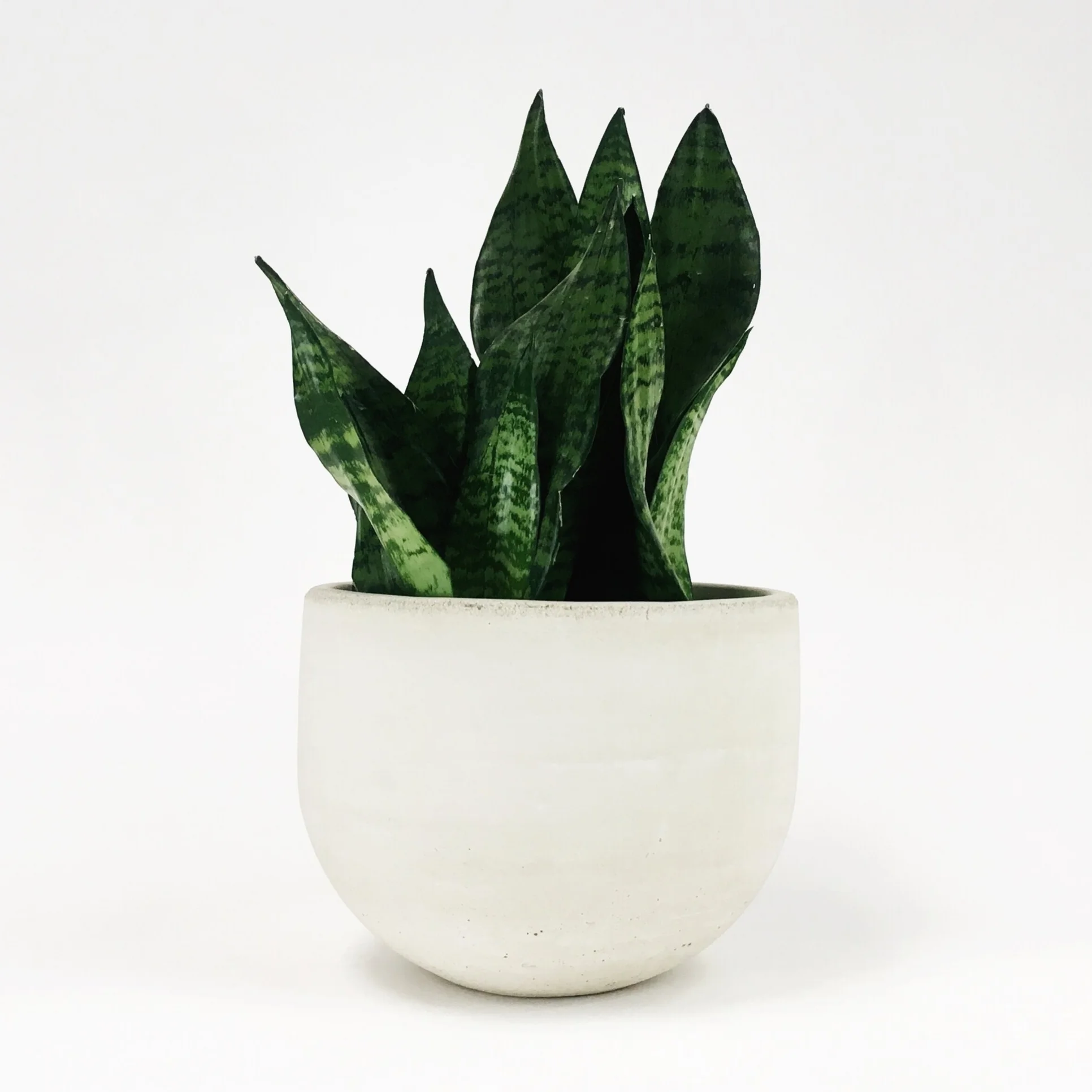SETTLEWELL 9" Concrete Bowl Planter / White