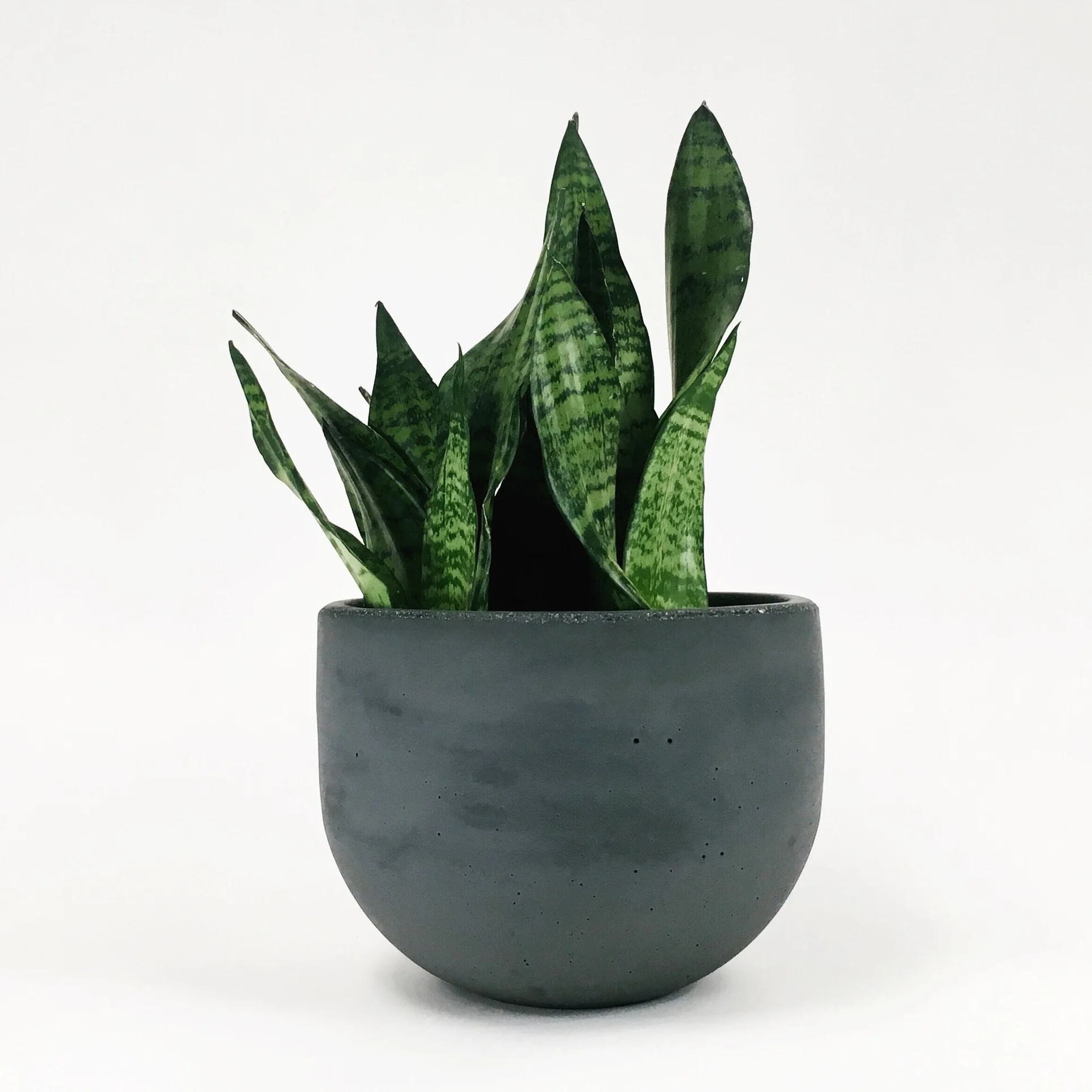 SETTLEWELL 9" Concrete Bowl Planter / Dark Gray