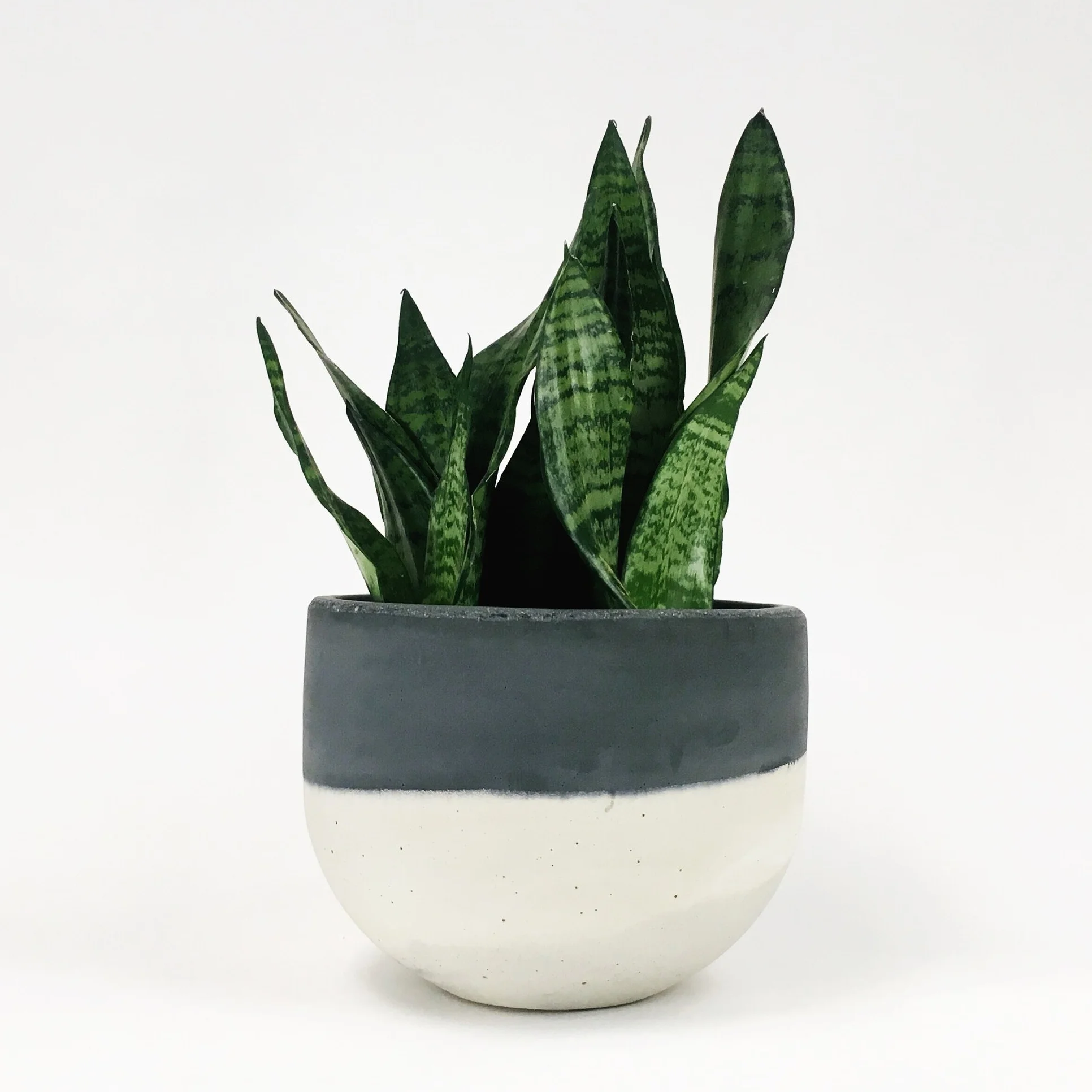 SETTLEWELL 9" Concrete Bowl Planter / Dark Gray Two Tone