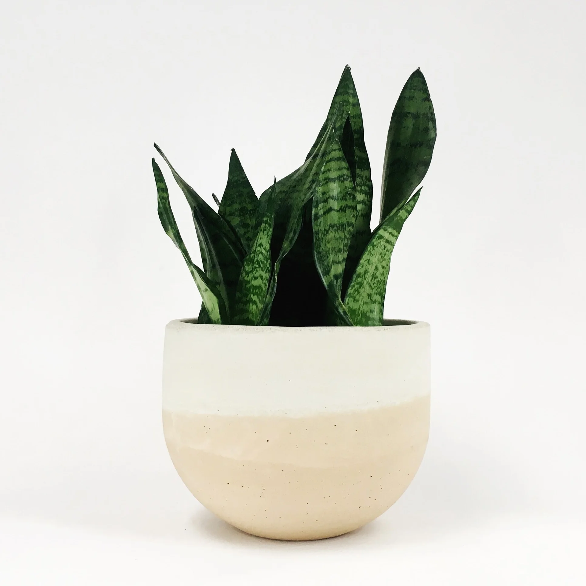 SETTLEWELL 9" Concrete Bowl Planter / Blush Flip