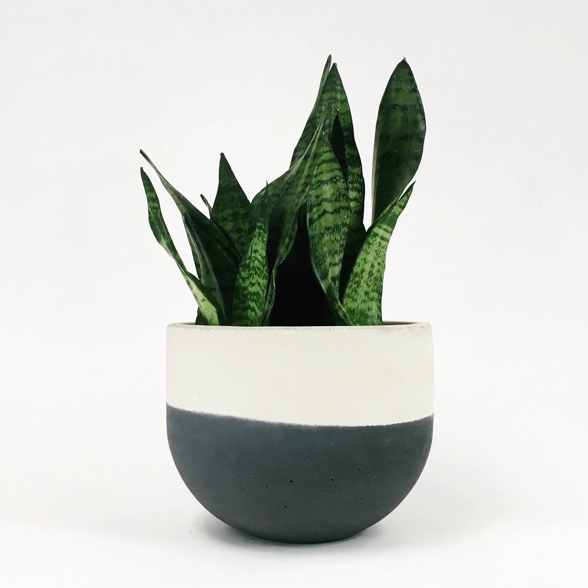 SETTLEWELL 9" Concrete Bowl Planter / Dark Gray Flip