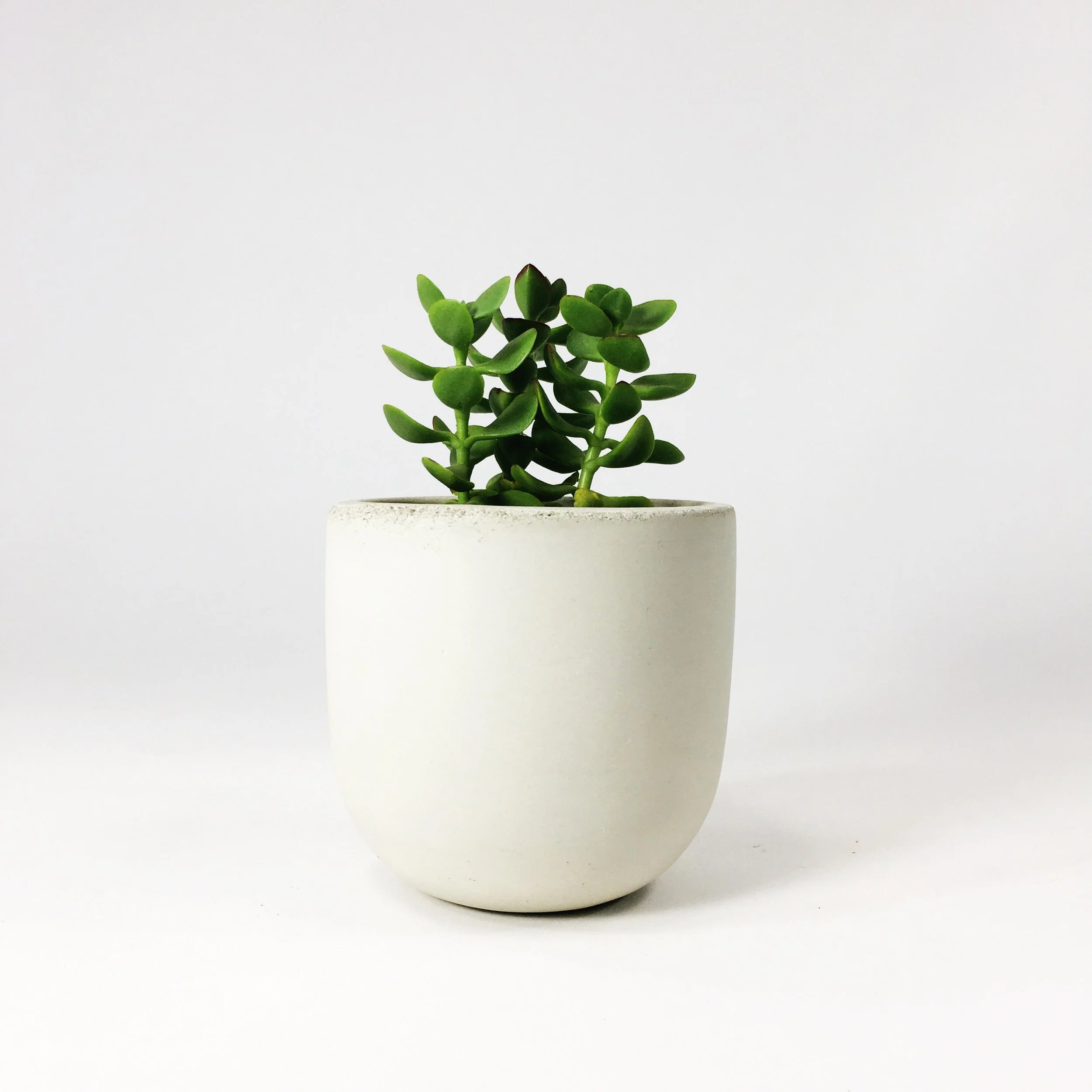 SETTLEWELL 4" Concrete Bowl Planter / White