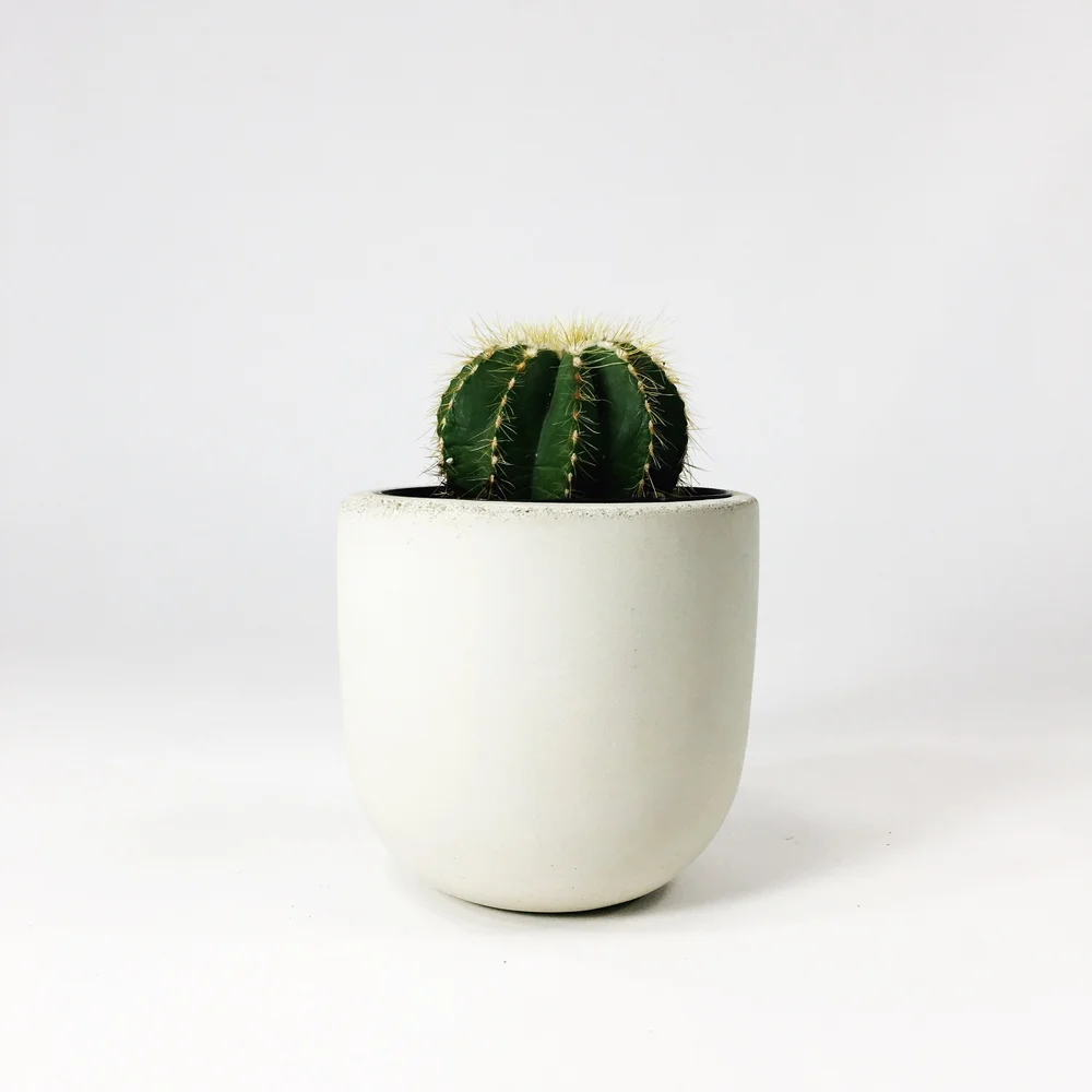 4" Concrete Bowl Planter / White  SETTLEWELL | Modern Planters and Home  Goods
