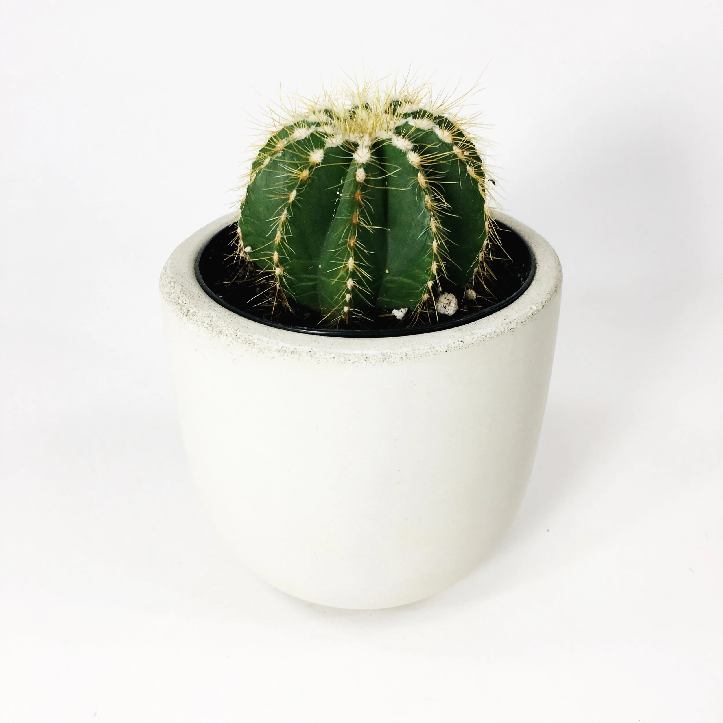SETTLEWELL 4" Concrete Bowl Planter / White