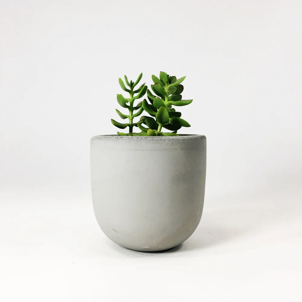 4" Concrete Bowl Planter / Light Gray  SETTLEWELL | Modern Planters and  Home Goods
