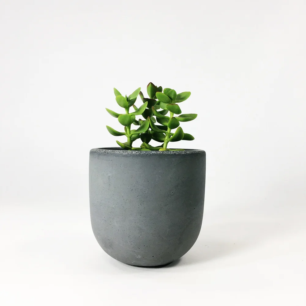 4" Concrete Bowl Planter / Dark Gray  SETTLEWELL | Modern Planters and  Home Goods