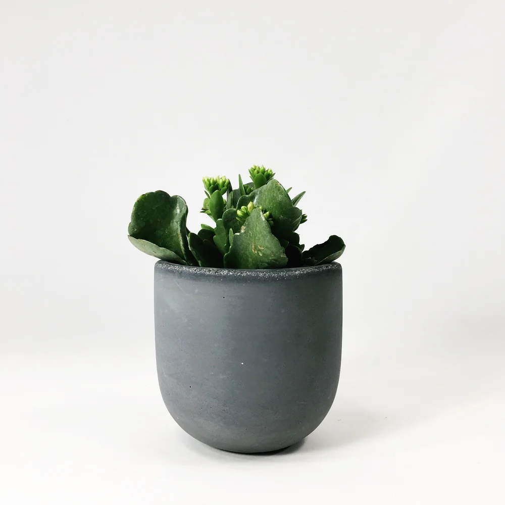 4" Concrete Bowl Planter / Dark Gray  SETTLEWELL | Modern Planters and  Home Goods