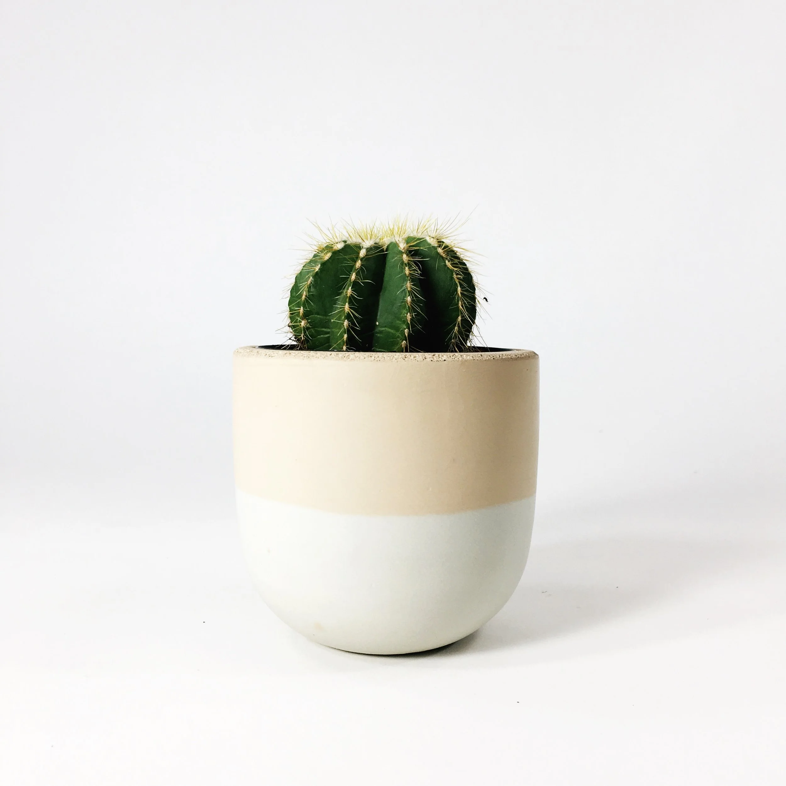 SETTLEWELL 4" Concrete Bowl Planter / Blush Two Tone