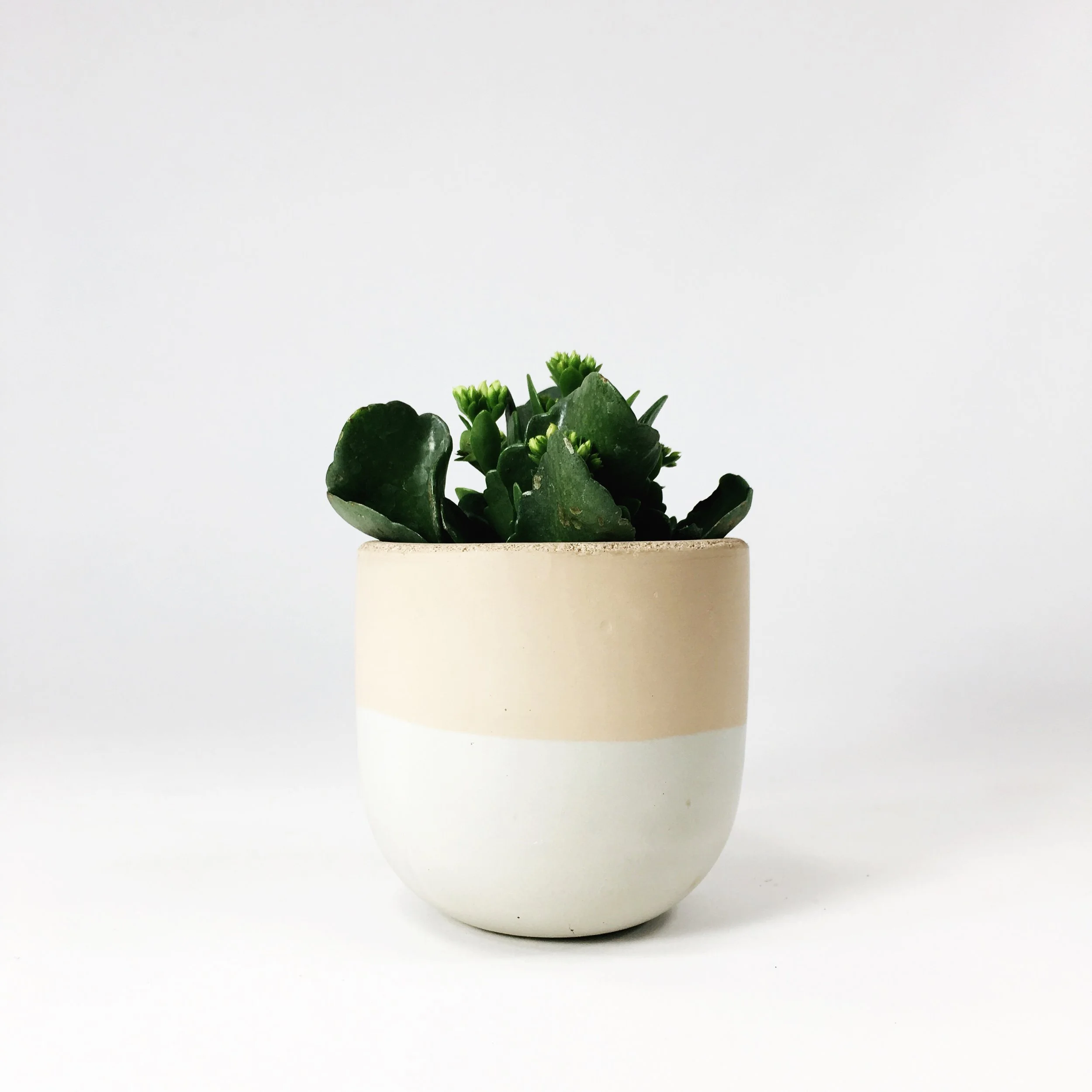 SETTLEWELL 4" Concrete Bowl Planter / Blush Two Tone