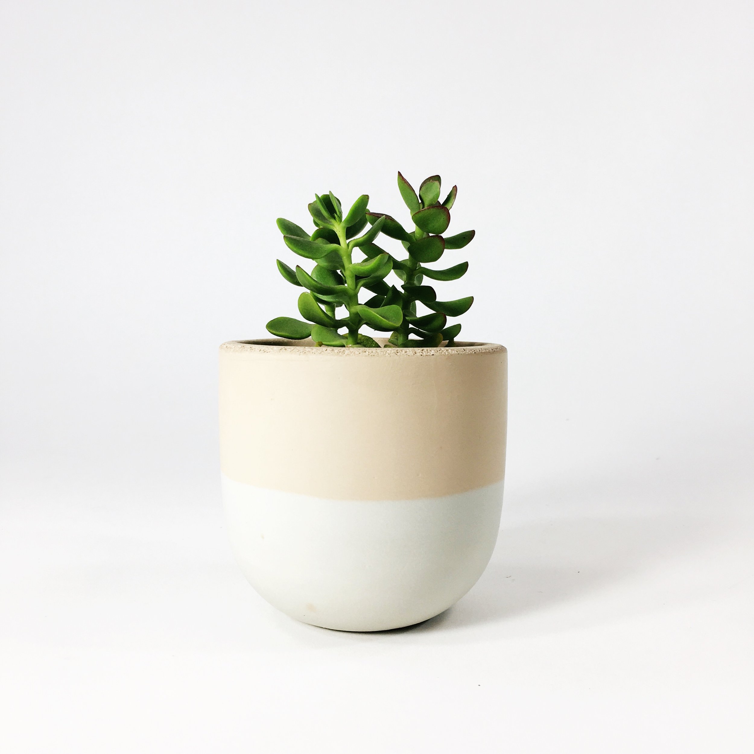 SETTLEWELL 4" Concrete Bowl Planter / Blush Two Tone