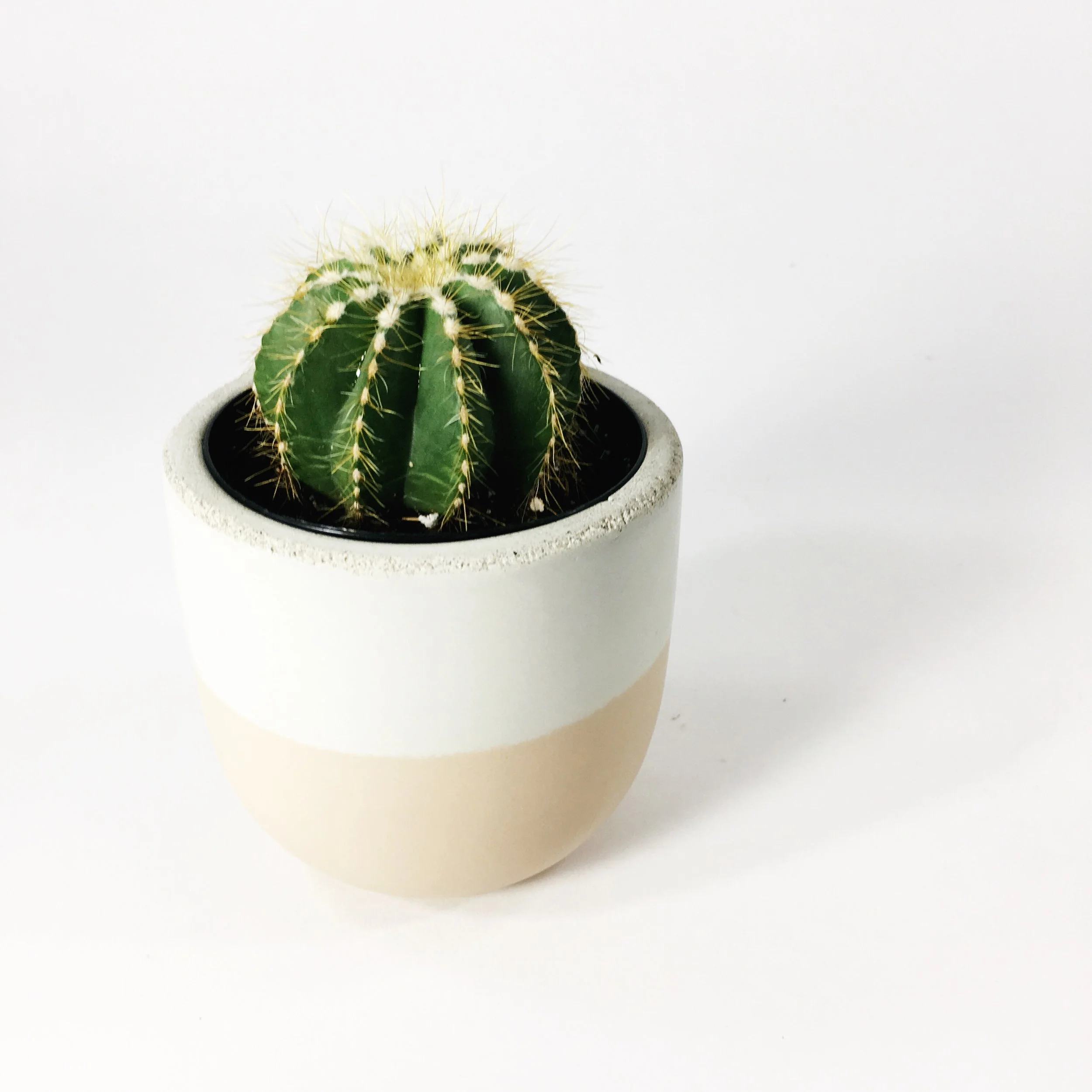 SETTLEWELL 4" Concrete Bowl Planter / Blush Flip