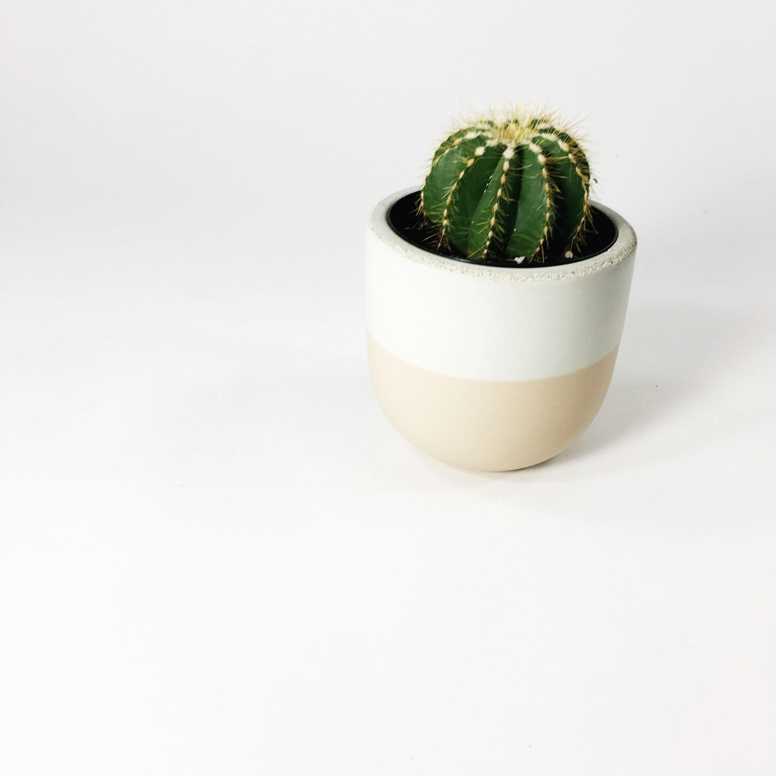 SETTLEWELL 4" Concrete Bowl Planter / Blush Flip