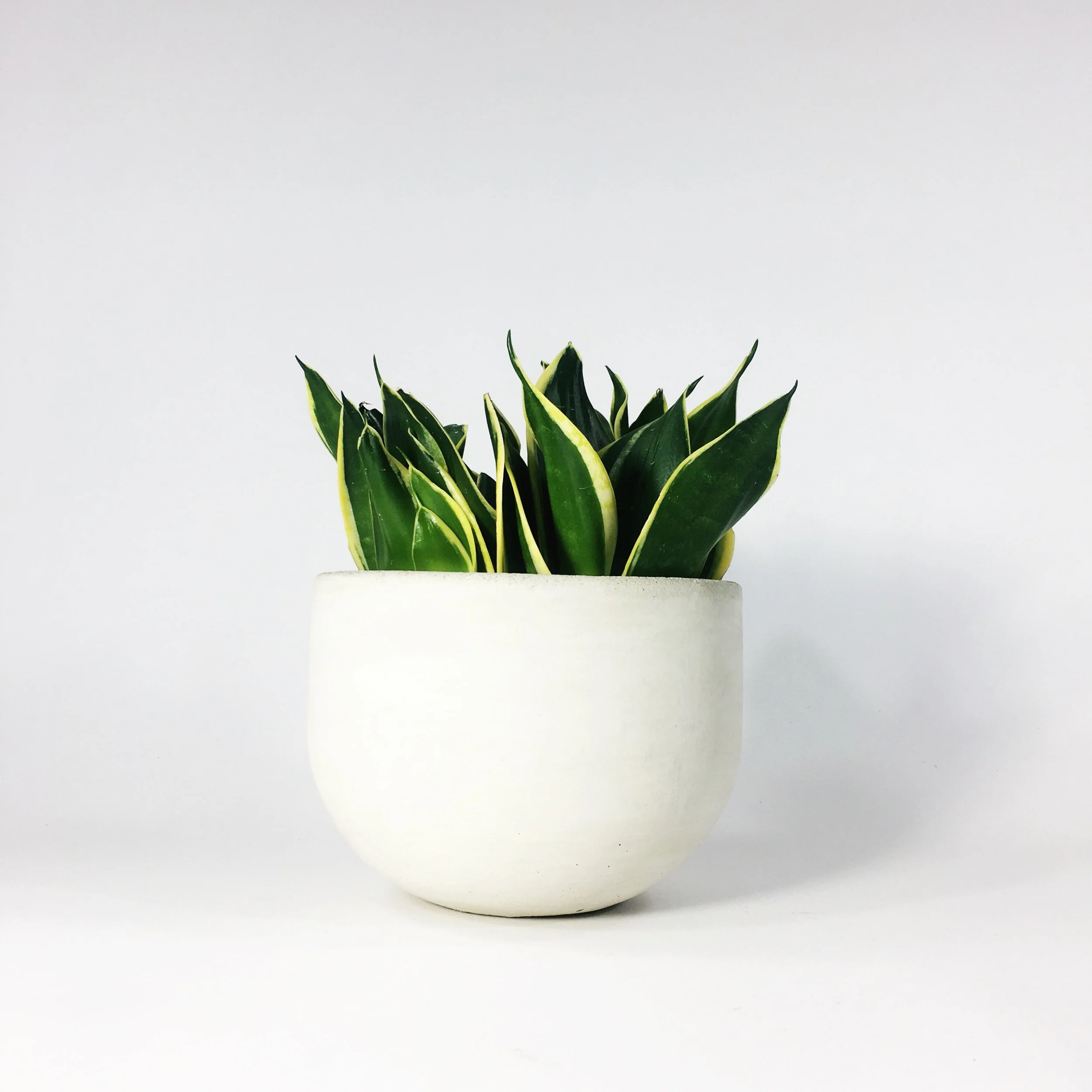 SETTLEWELL 6" Concrete Bowl Planter / White