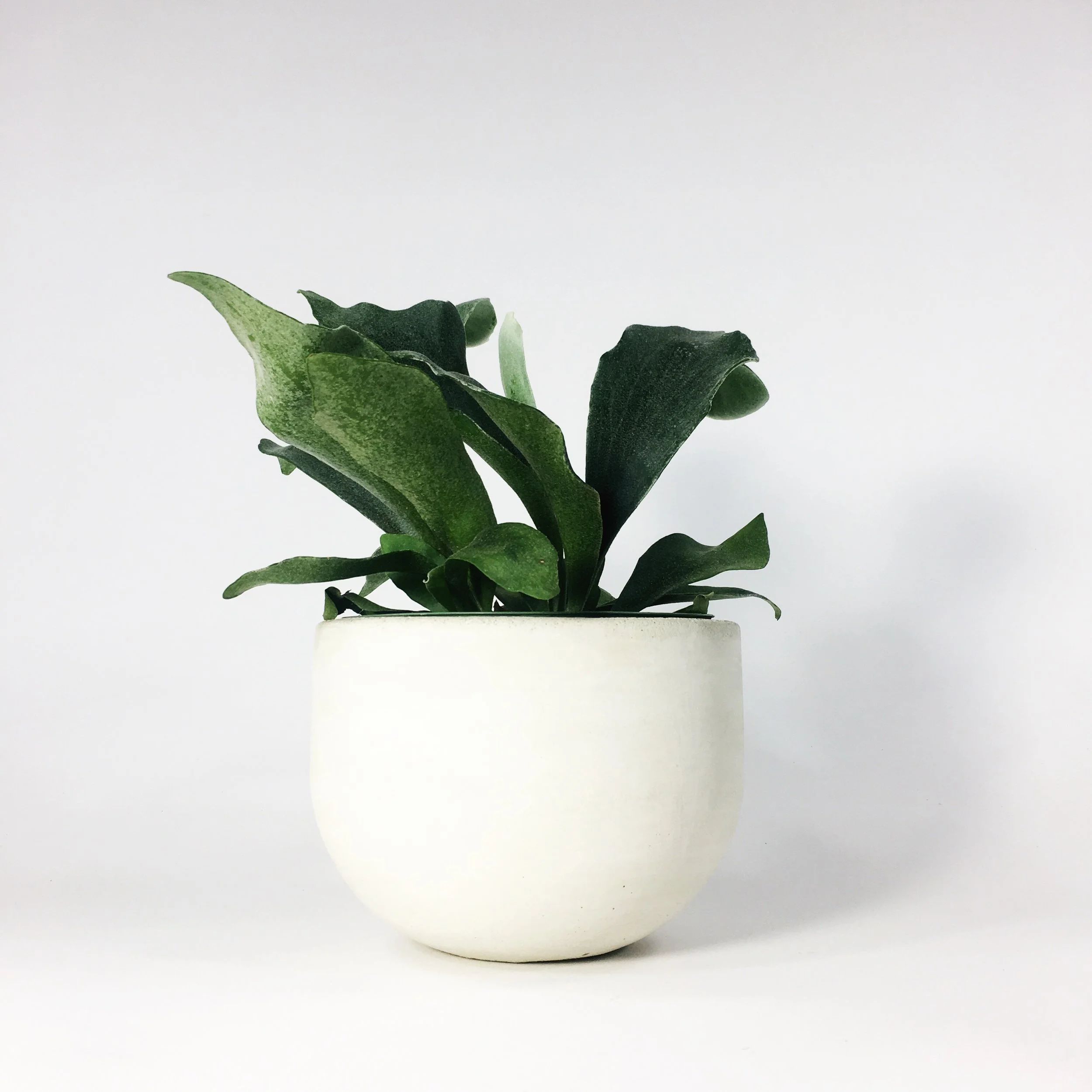 SETTLEWELL 6" Concrete Bowl Planter / White