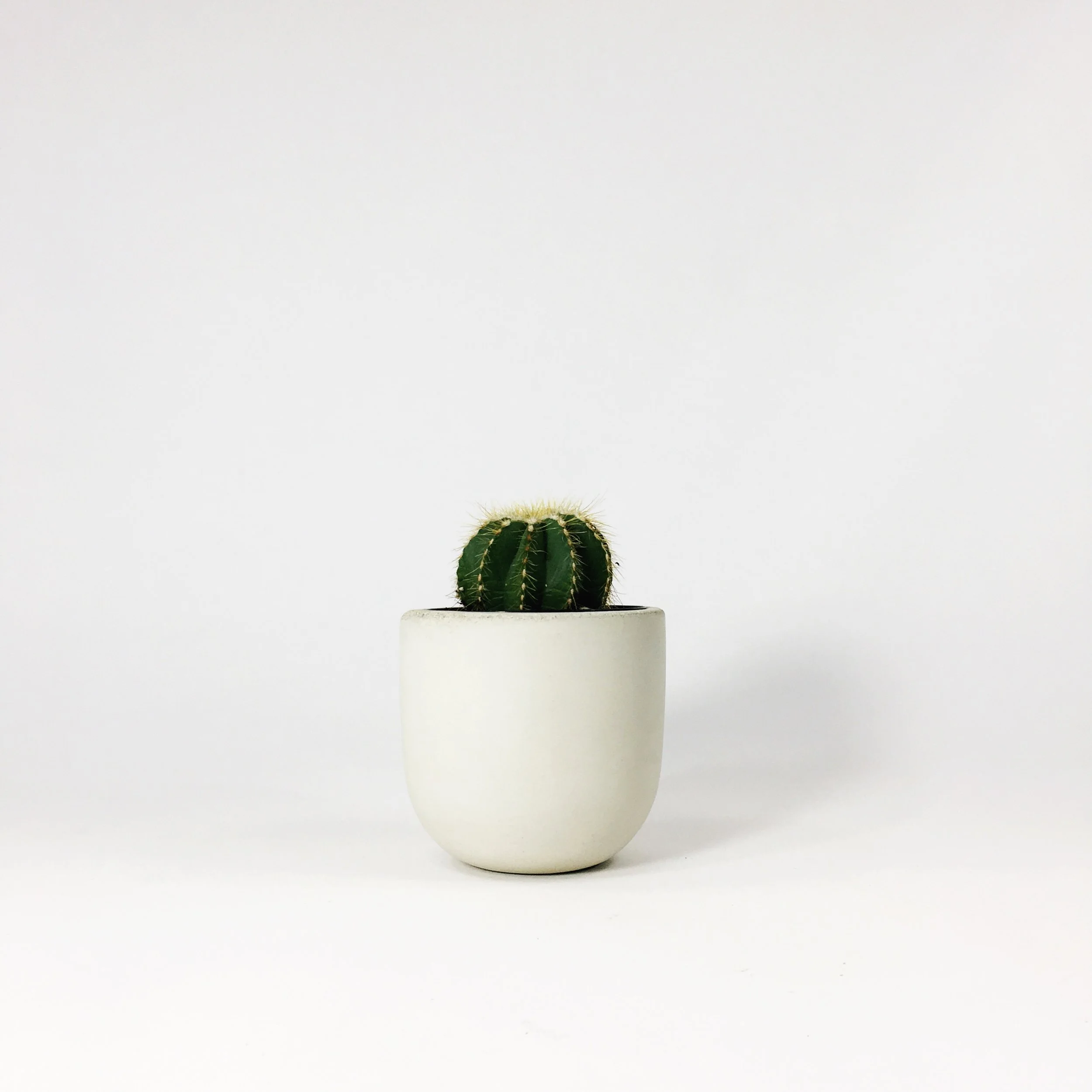 SETTLEWELL 4" Concrete Bowl Planter / White