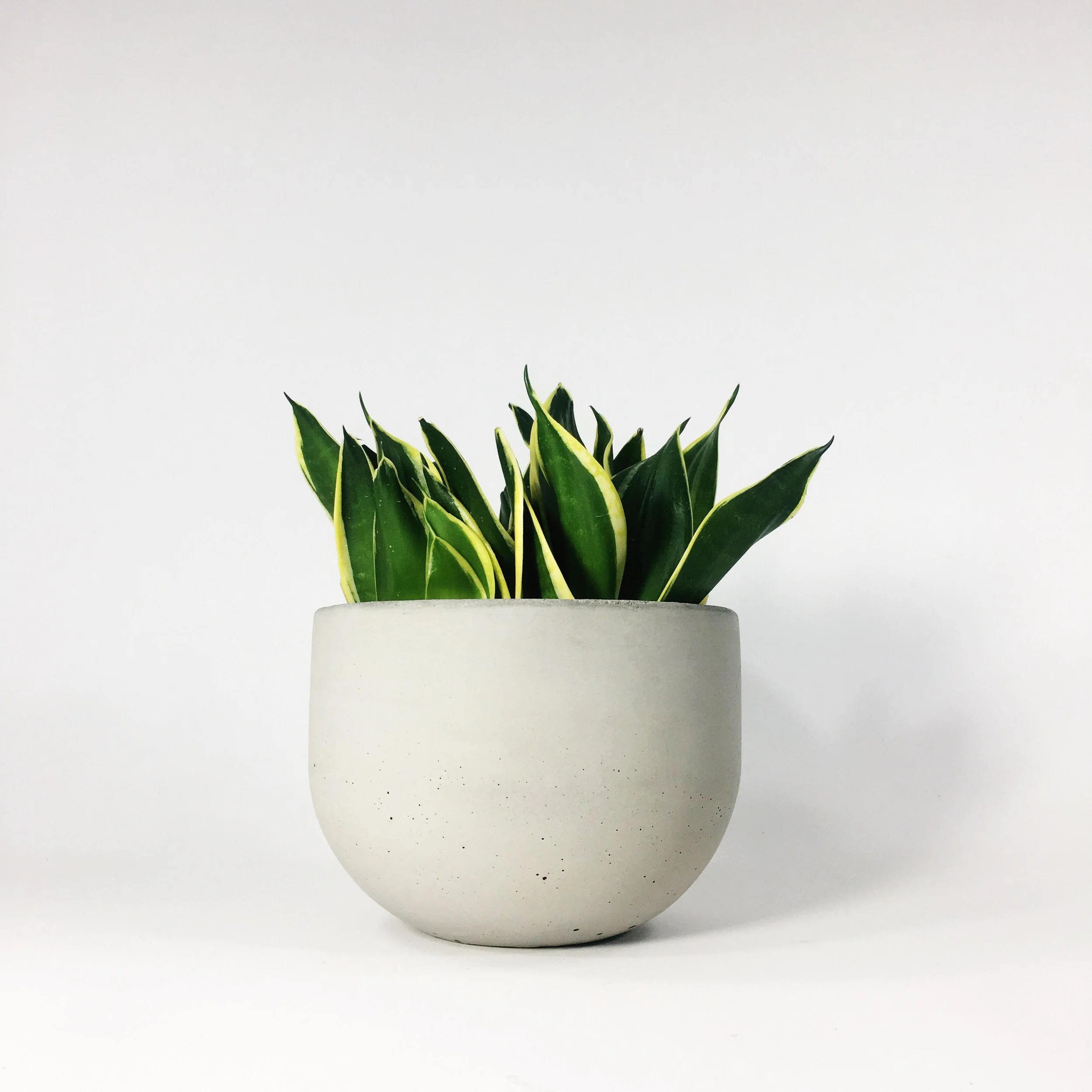 SETTLEWELL 6" Concrete Bowl Planter / Light Gray