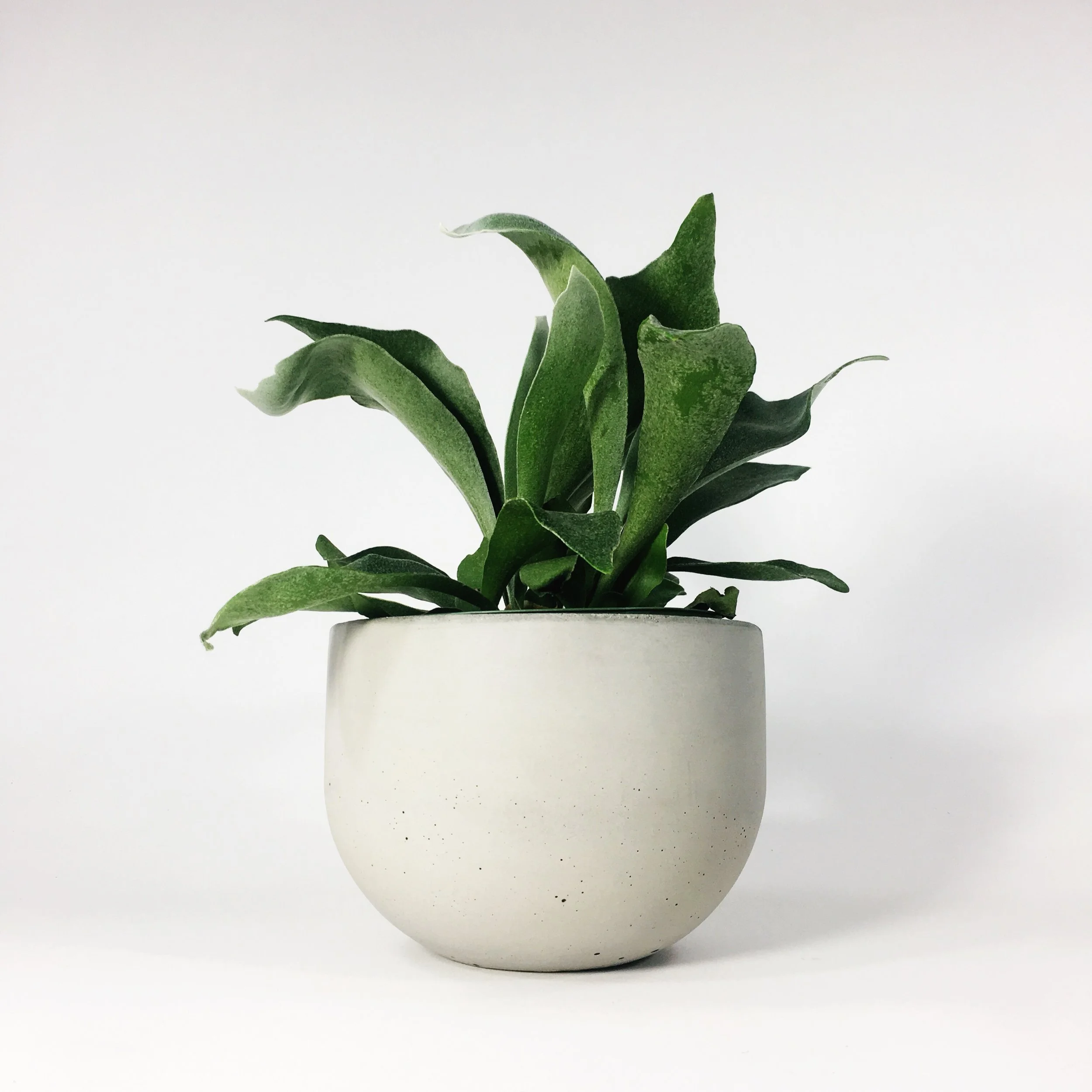 SETTLEWELL 6" Concrete Bowl Planter / Light Gray