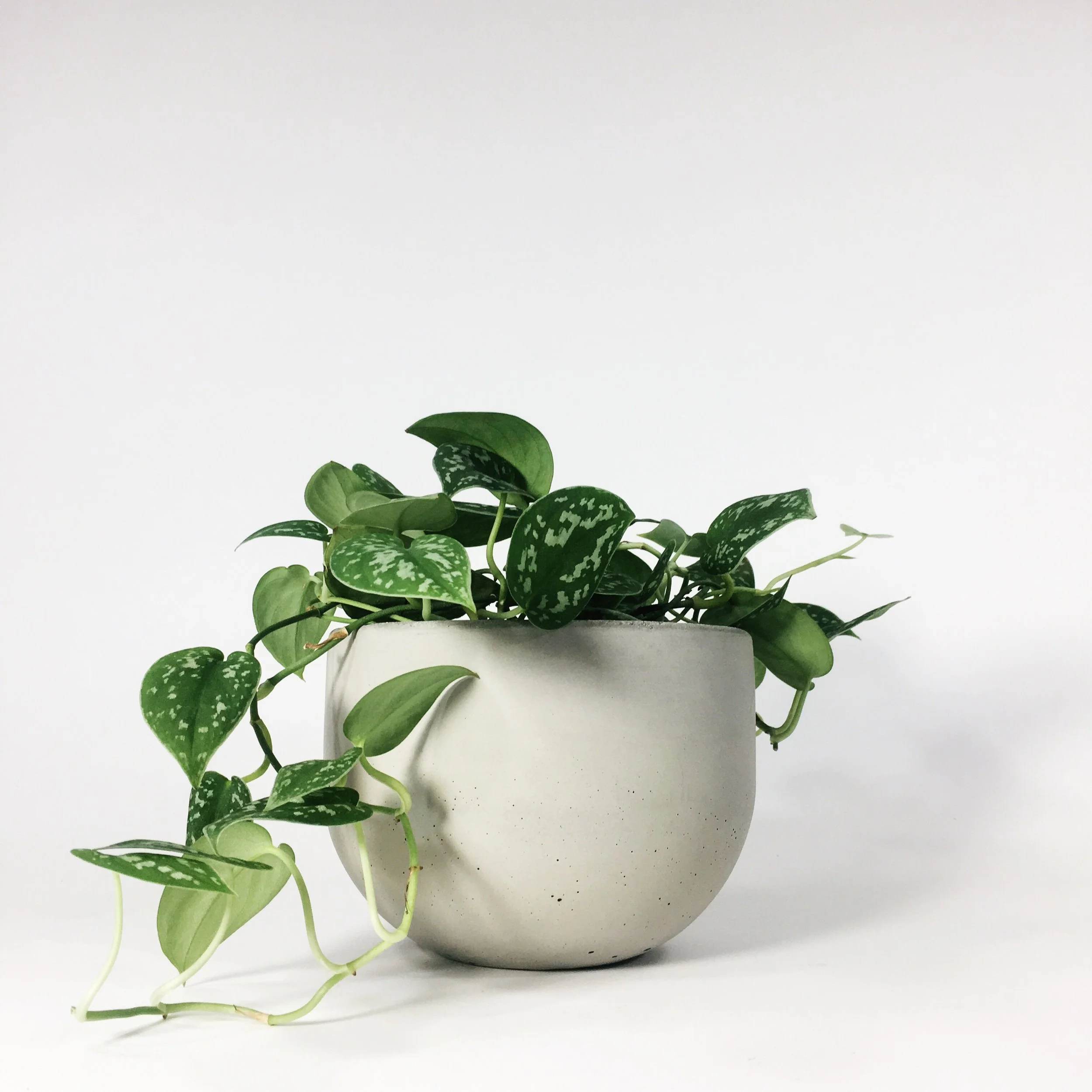 SETTLEWELL 6" Concrete Bowl Planter / Light Gray