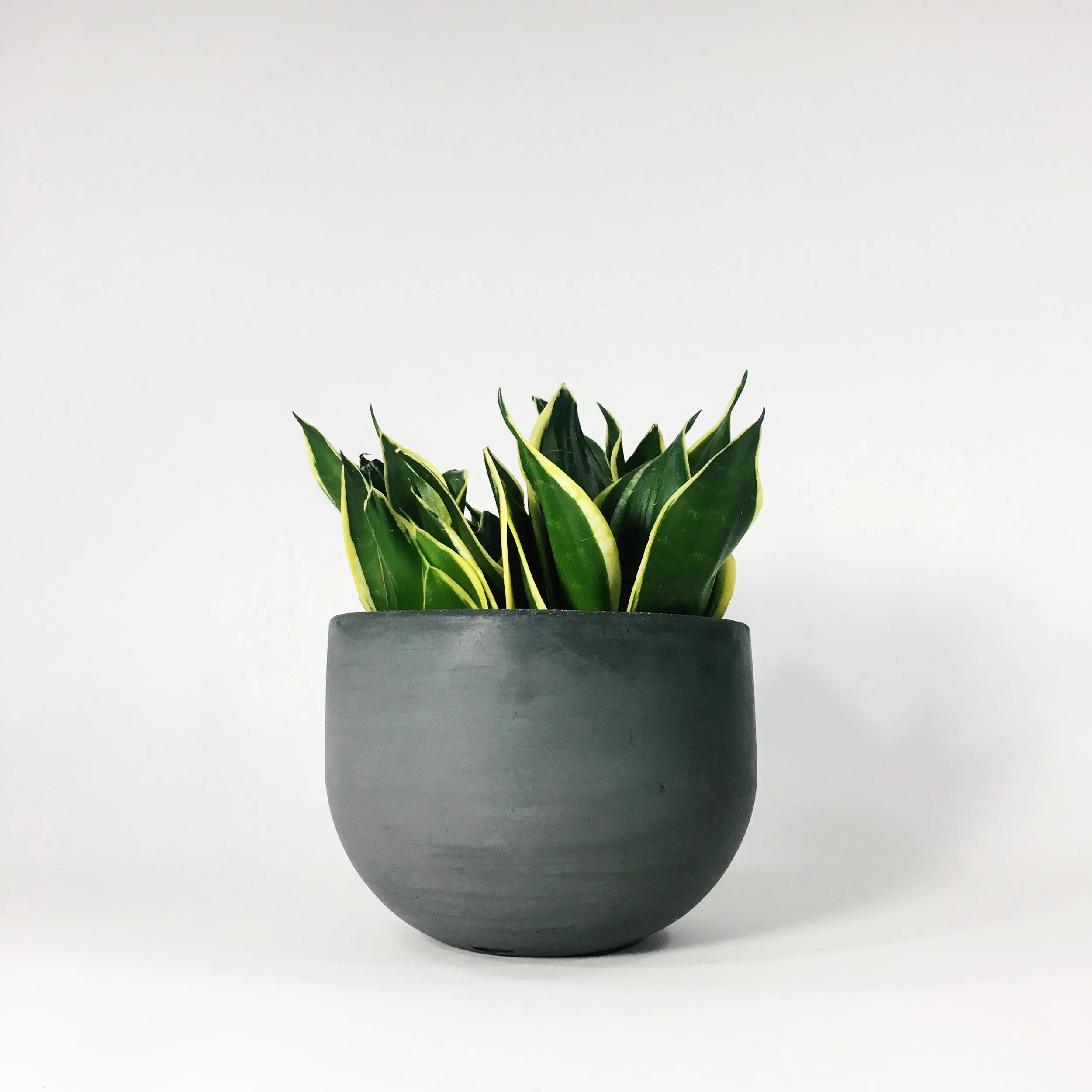 SETTLEWELL 6" Concrete Bowl Planter / Dark Gray