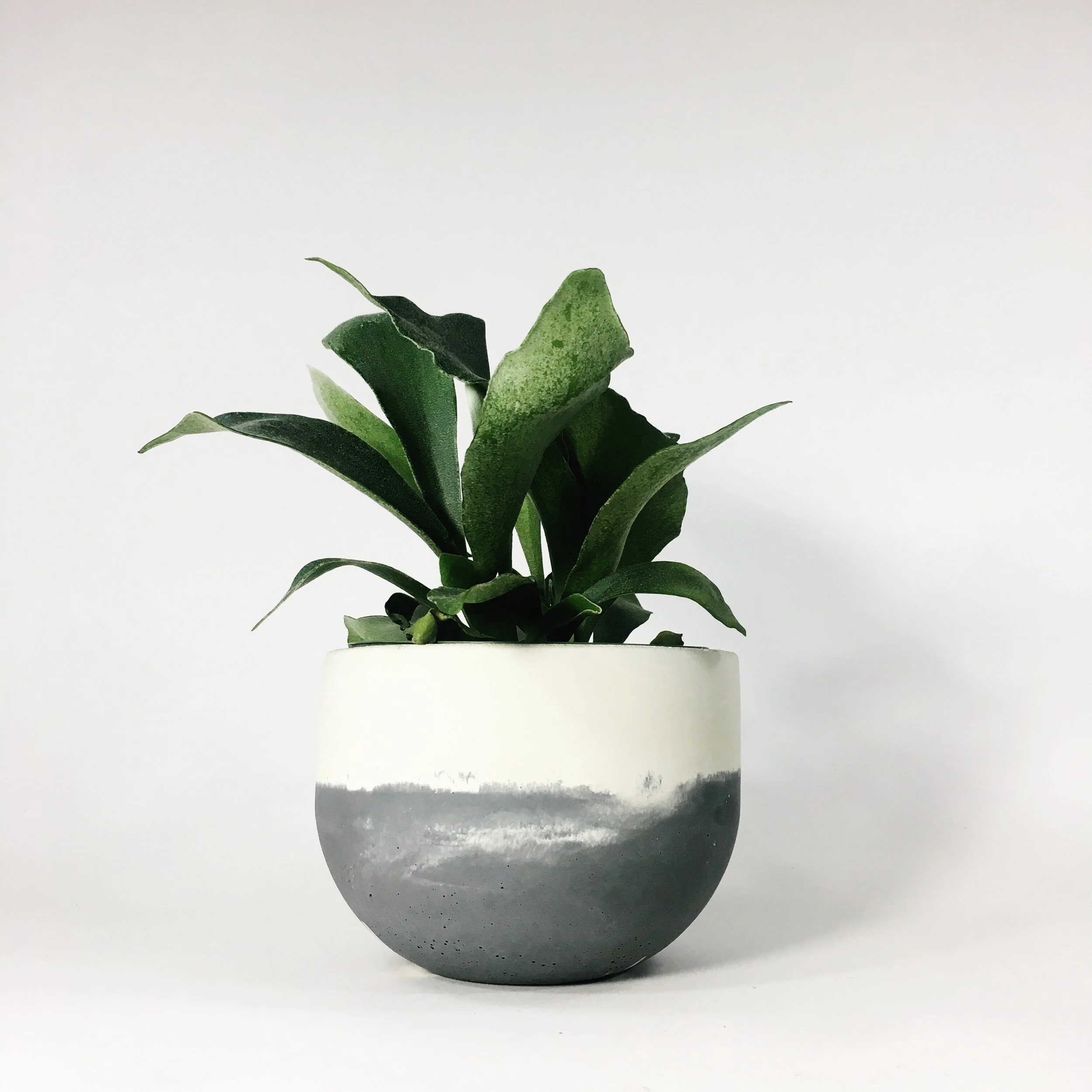 SETTLEWELL 6" Concrete Bowl Planter / Dark Gray Flip