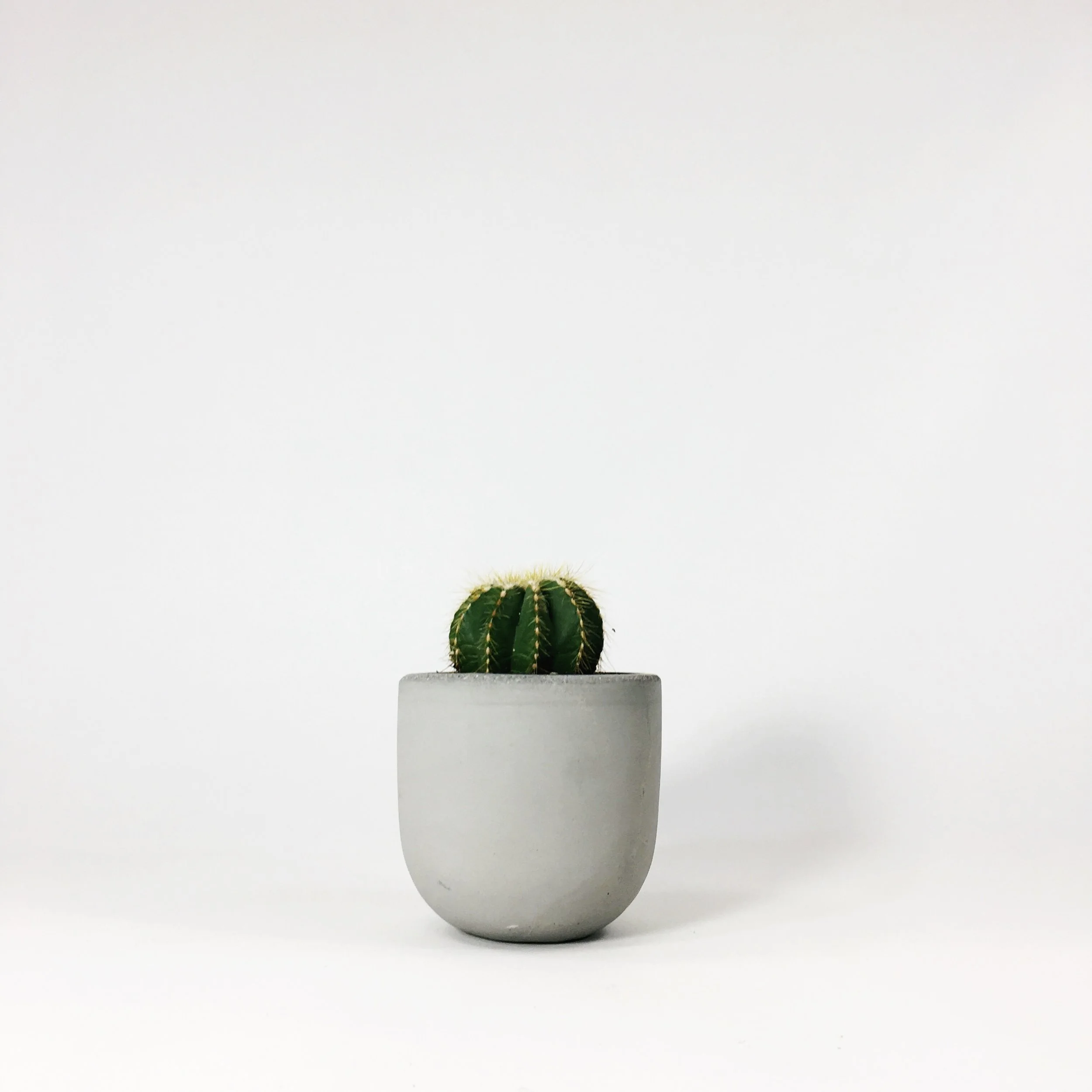 SETTLEWELL 4" Concrete Bowl Planter / Light Gray