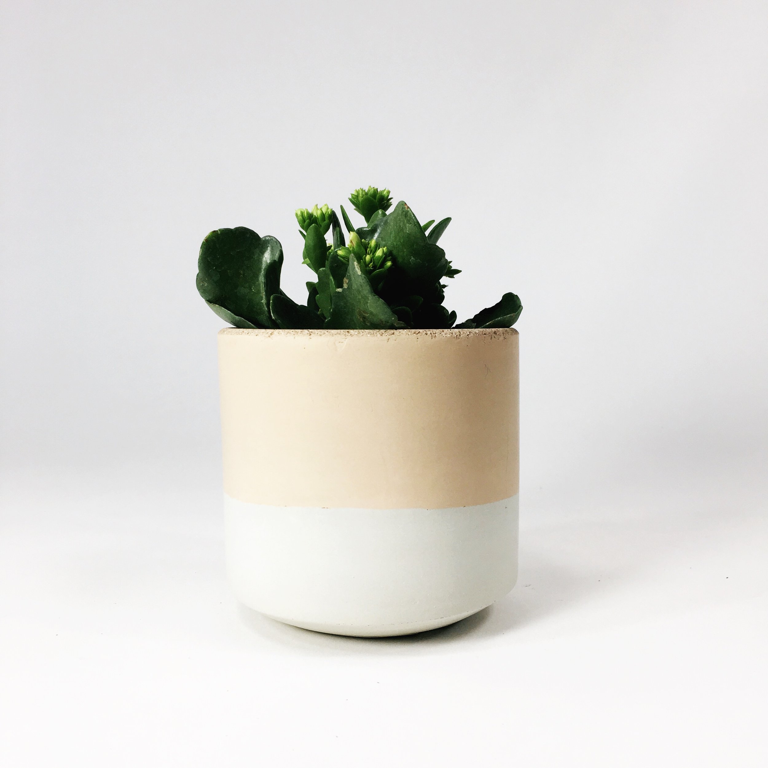 SETTLEWELL 4" Straight Sided Concrete Pot / Blush Two Tone
