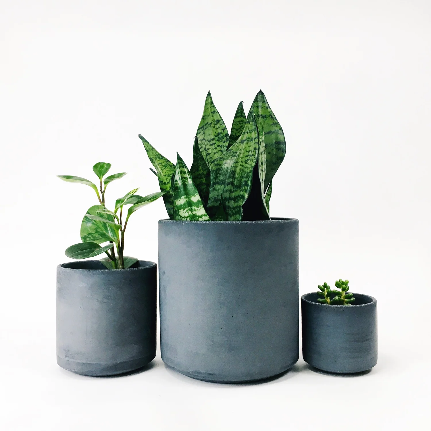 olivenbaum gross im topf Olivenbaum in Topf gross – Mood Home Decor