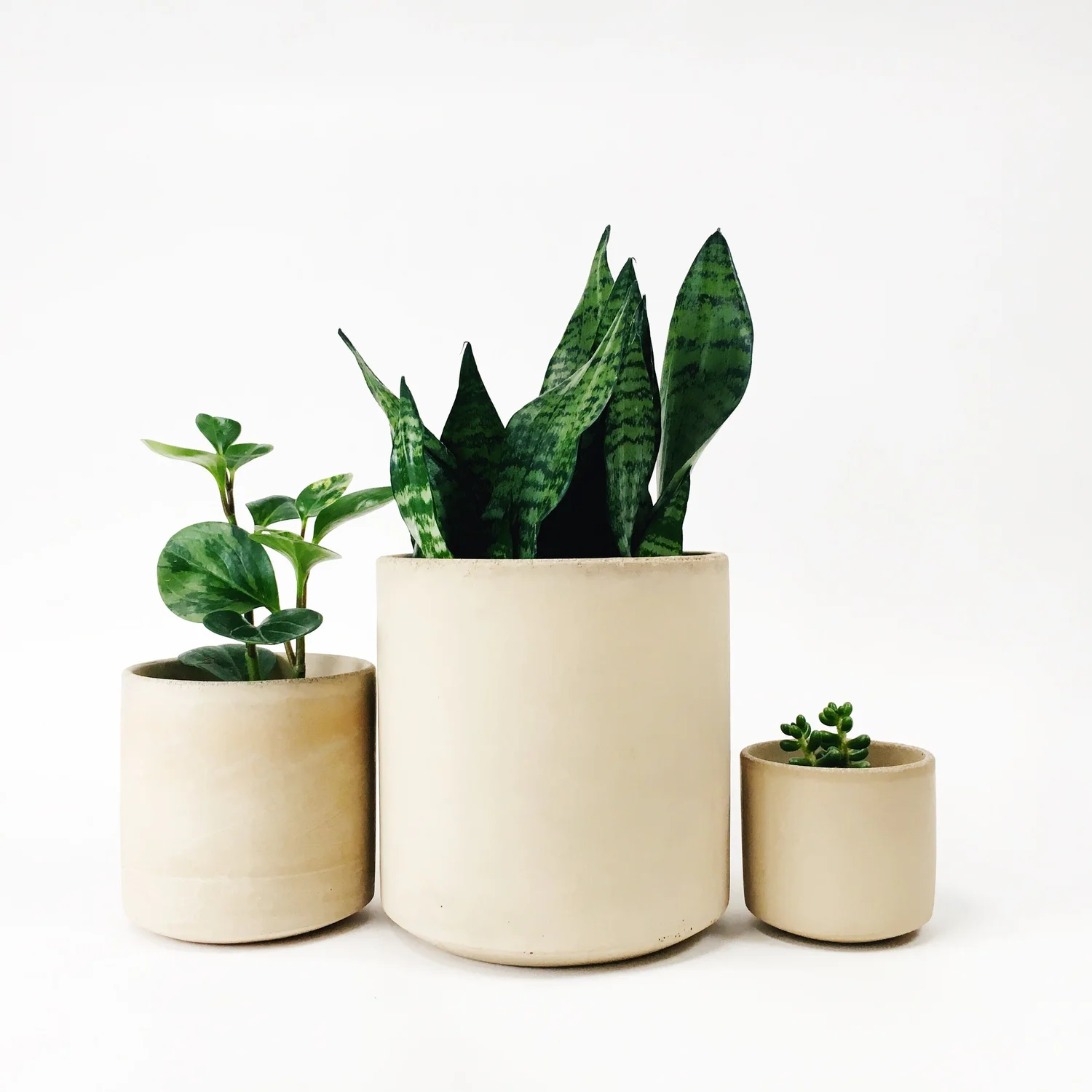 live house plants 4PK 3-Pot Live Plant Collection, No Duplicates for up to Four Packs (16 Plants), Live Indoor Houseplants, Live House Plants, Easy to Grow, Indoor