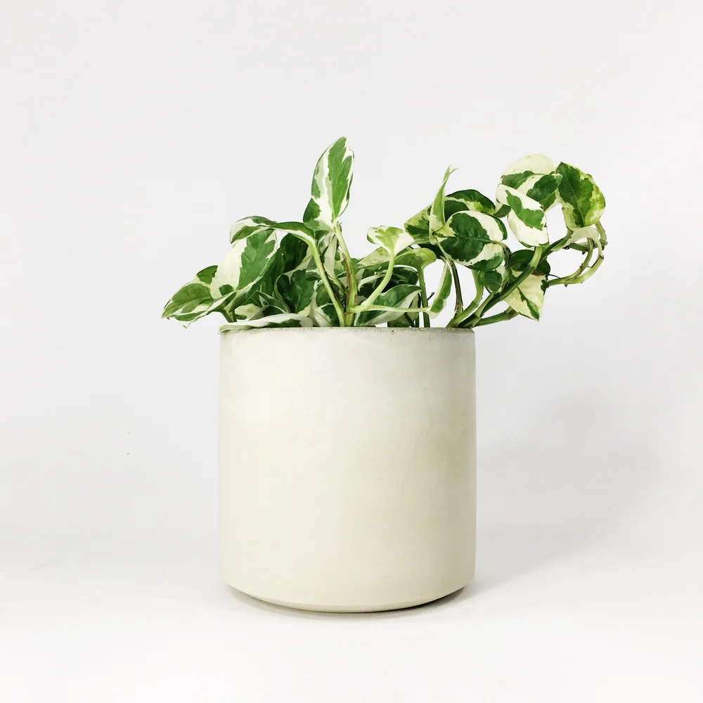Straight Sided Pots / White — SETTLEWELL | Modern Planters and