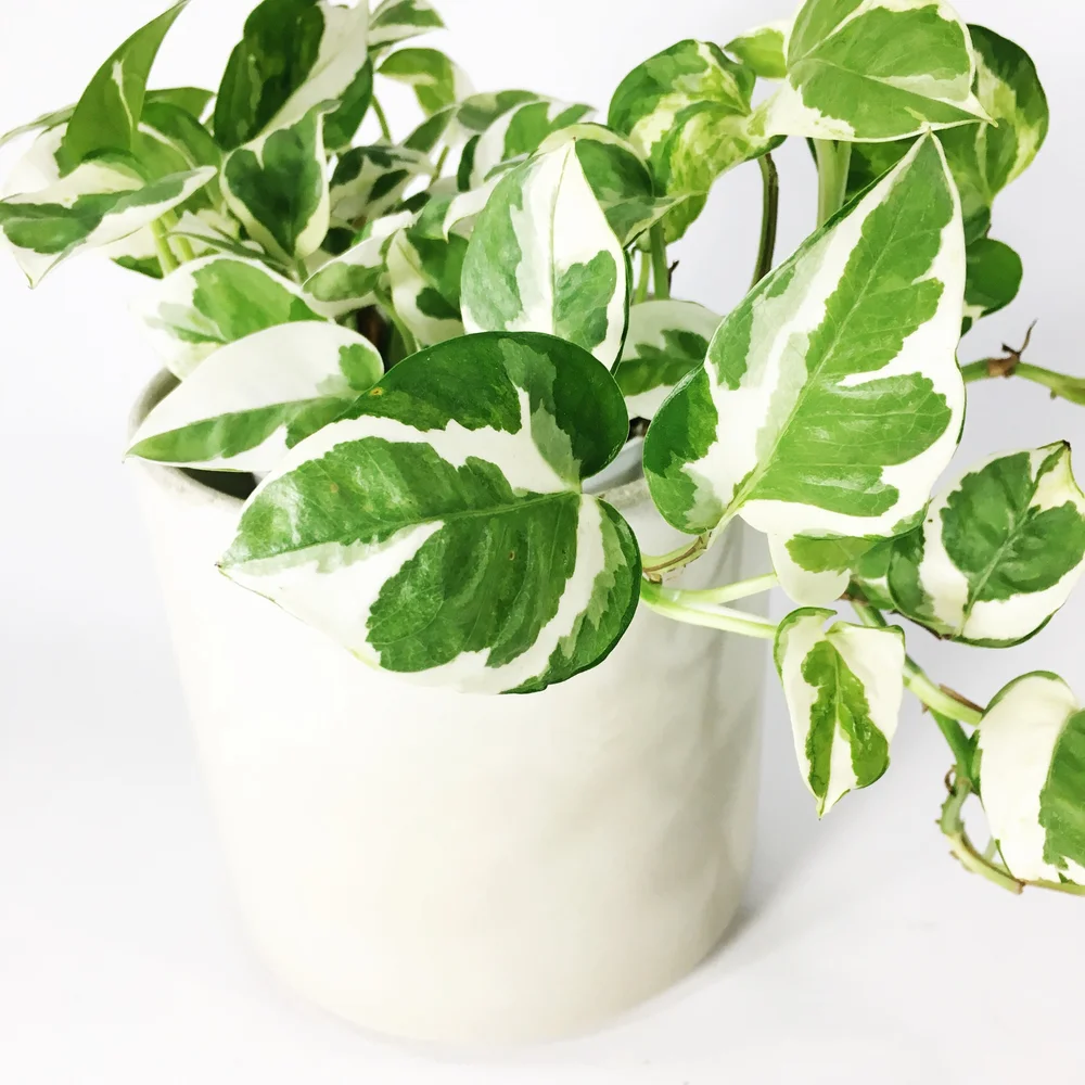 SRLSTRAIGHTTYPE PLANT POT-Lvaliemカタチ製作所 Straight Sided Pots / White — SETTLEWELL | Modern Planters and
