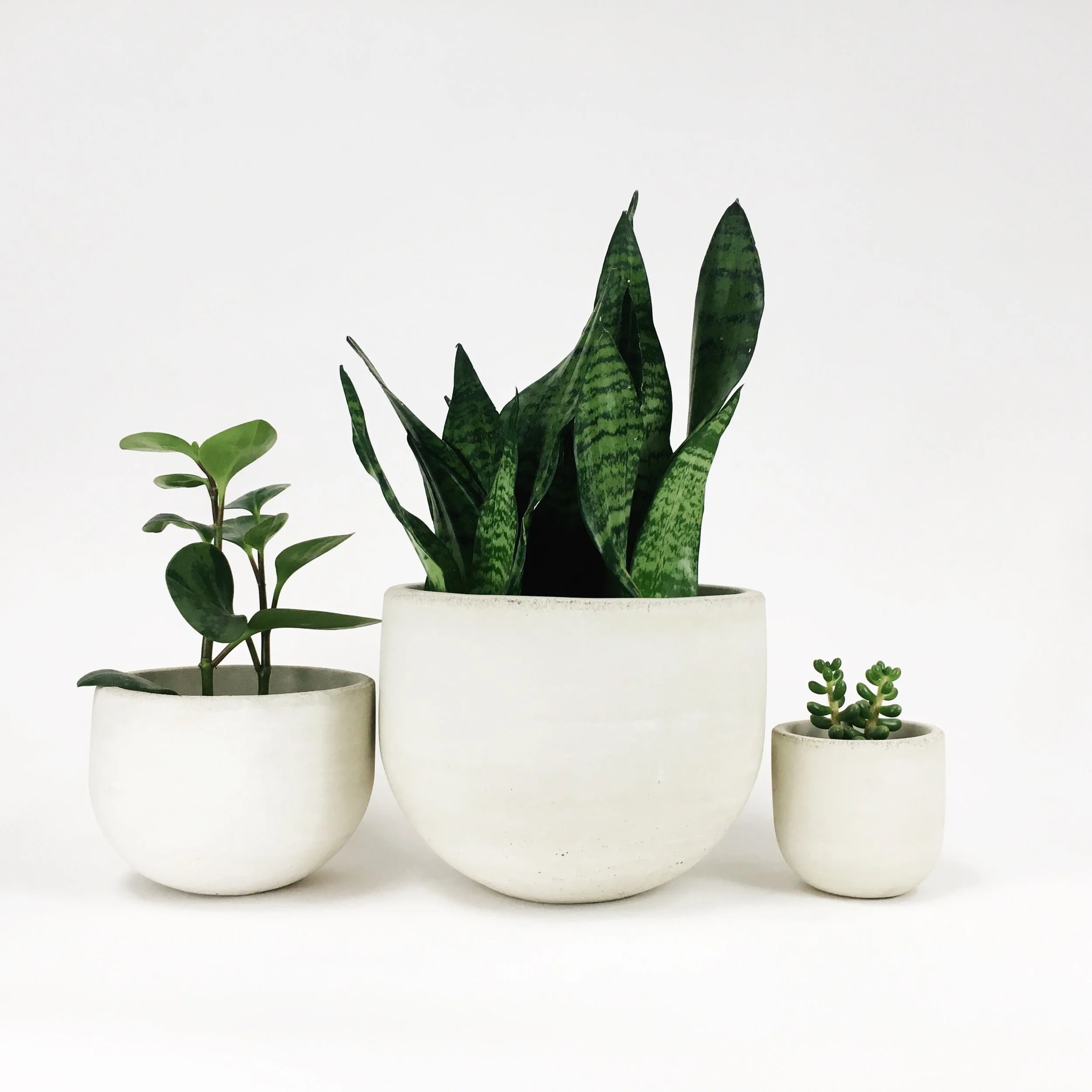 Concrete Bowl Planters / White