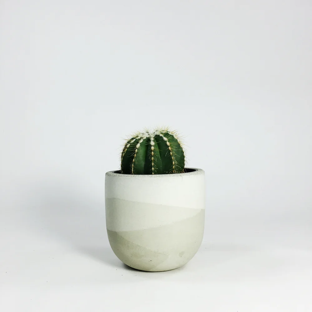 4" Concrete Bowl Planter / Sage Multi Tone  SETTLEWELL | Modern Planters  and Home Goods