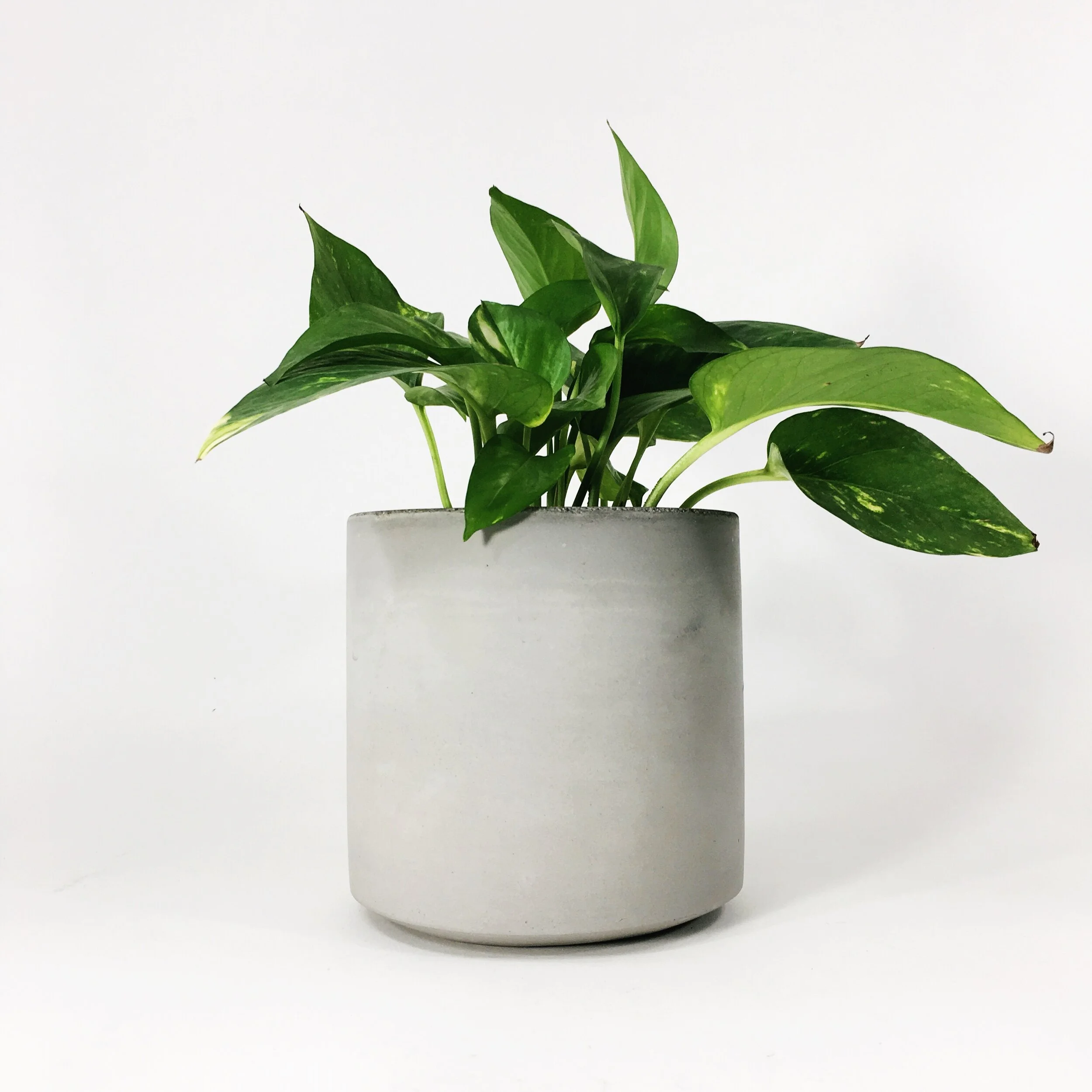 6" Straight Sided Concrete Pot / Light Gray