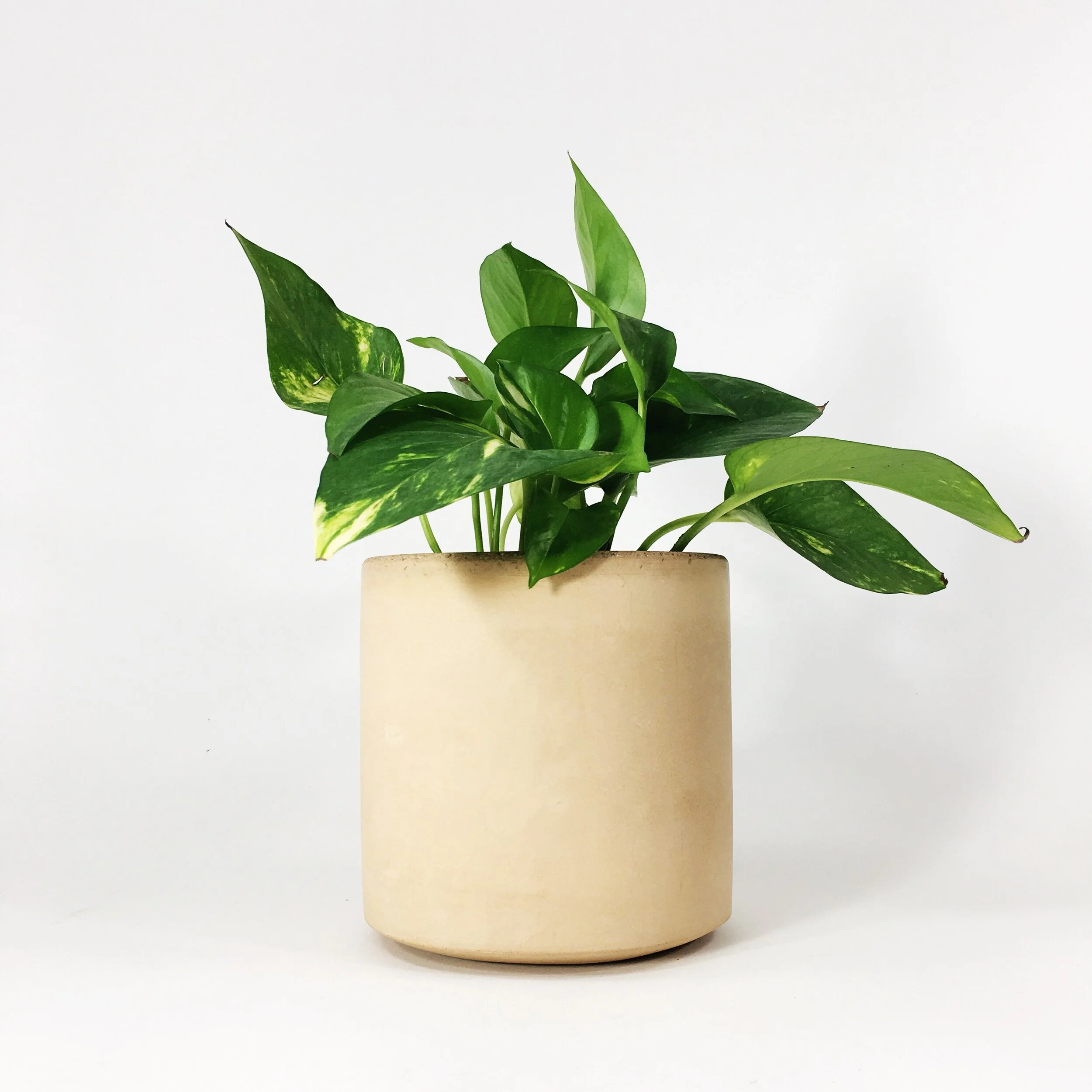 6" Straight Sided Concrete Pot / Blush