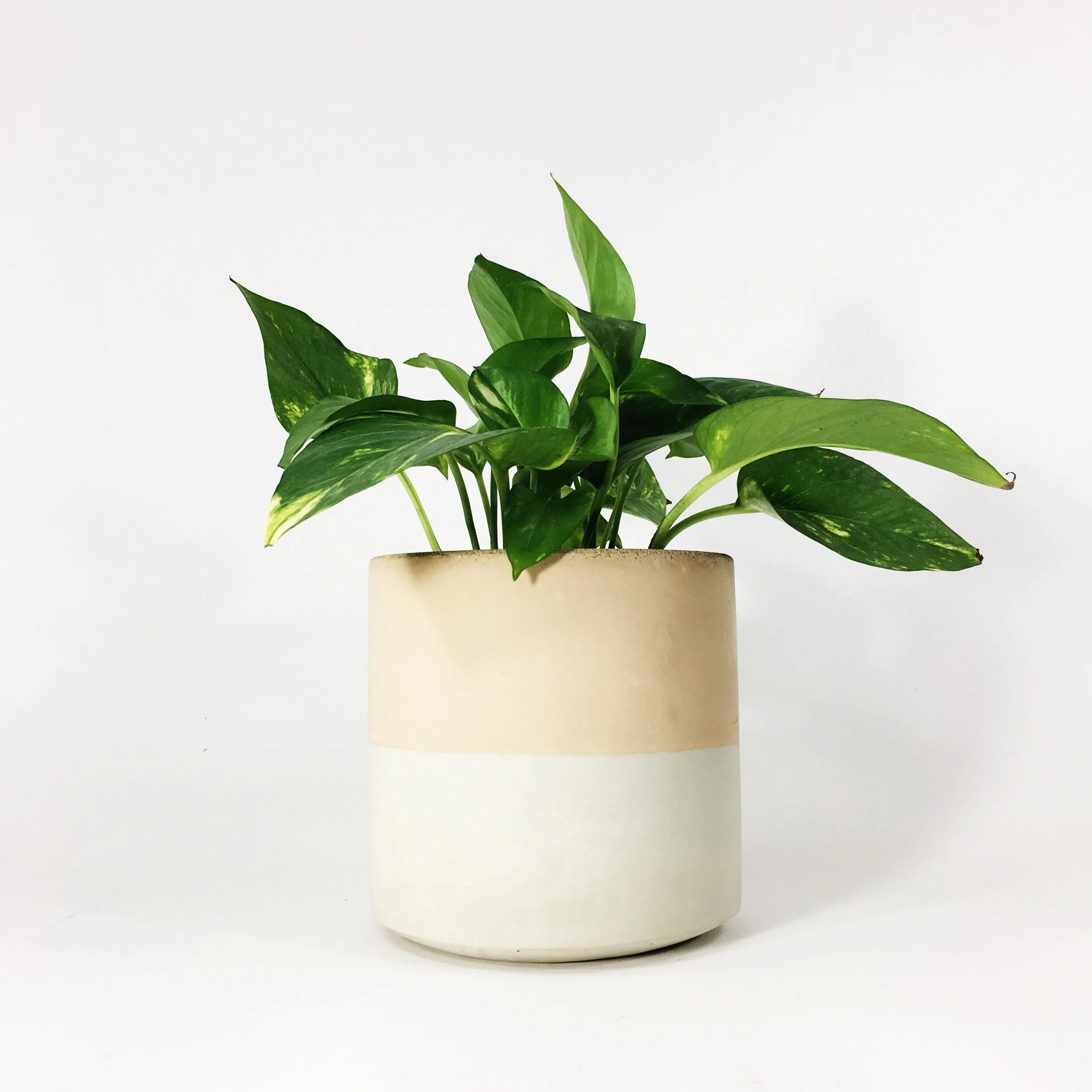 6" Straight Sided Concrete Pot / Blush Two Tone