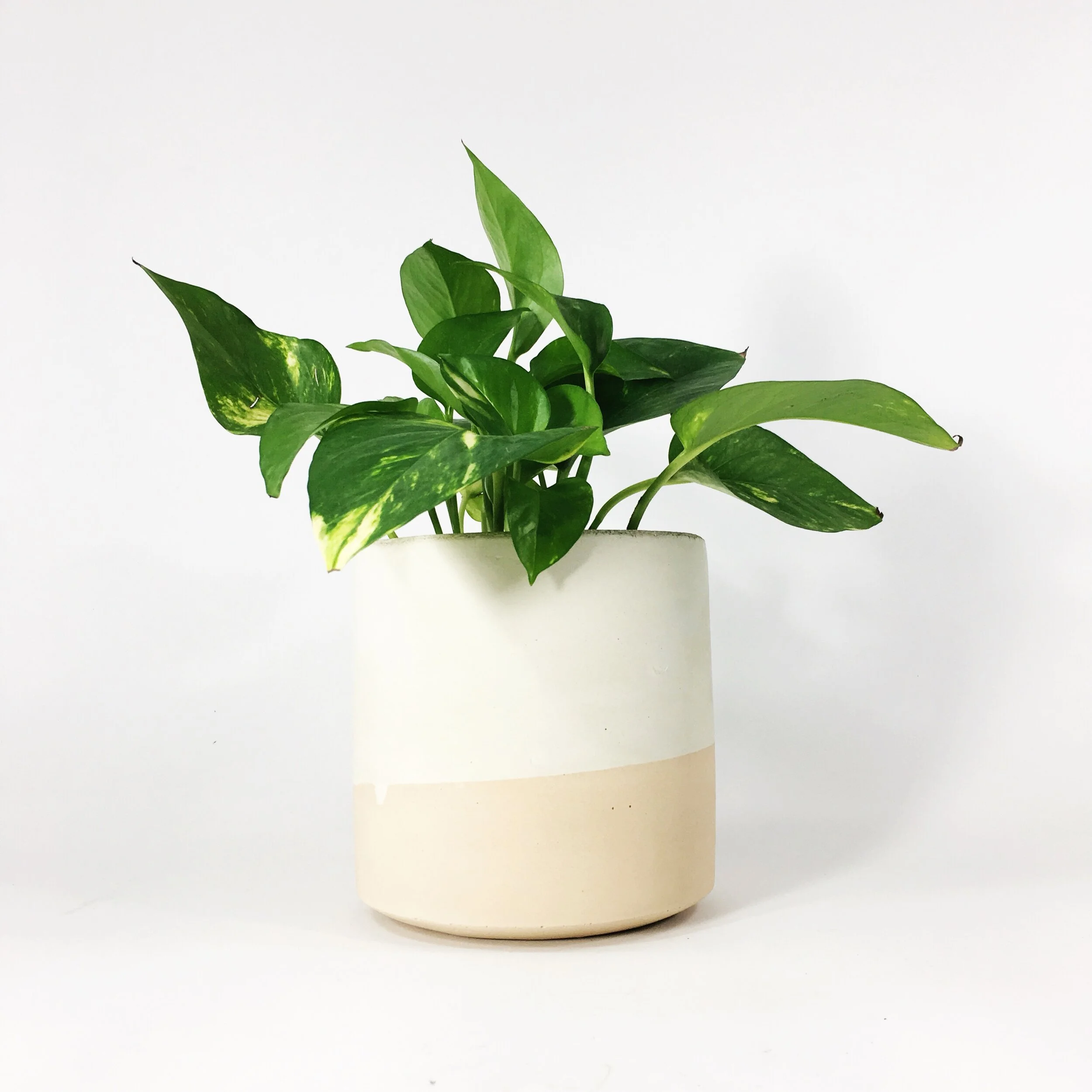 6" Straight Sided Concrete Pot / Blush Flip