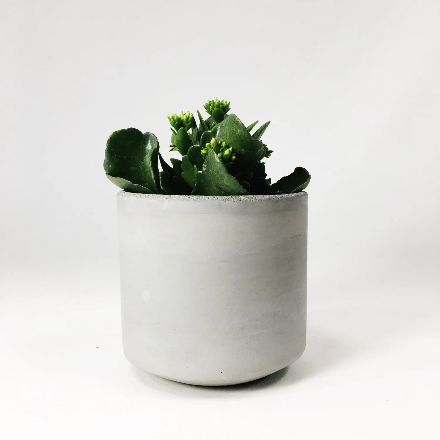 best potting soil for dieffenbachia Dieffenbachia 'Compacta' | Compact Cane main image 1