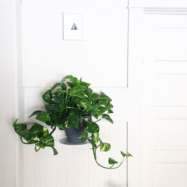 Growth. (swipe right)

Little by little. Day by day.

It&rsquo;s a beautiful, wonderful and mysterious thing to look back and realize how this Pothos, that I see every single day, has grown so much without my even having really noticed. That&rsquo;s 