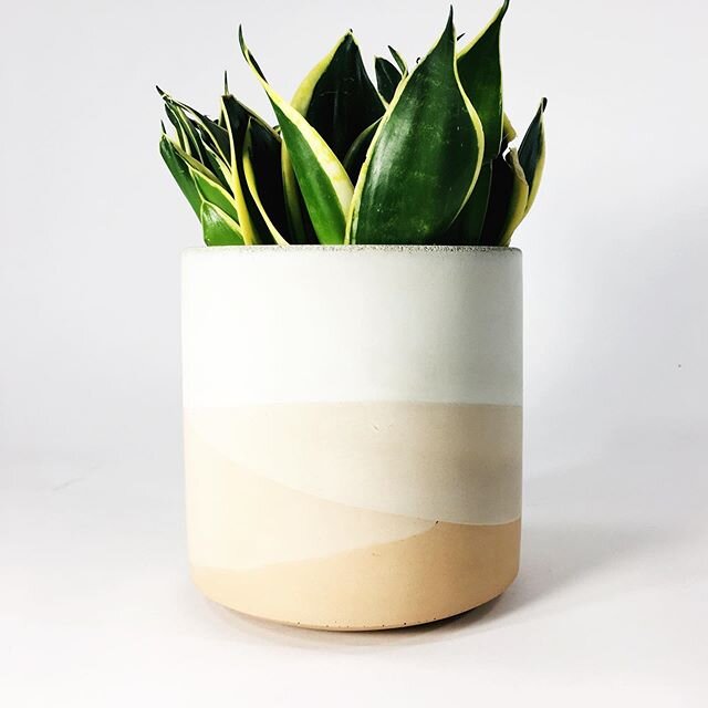 The sun is starting to come up just a little bit earlier and go down just a little bit later AND the SETTLEWELL Studio is finally over 60 degrees! 🙌🏼 Spring MUST be on its way!

Head over to the site to grab some of my handcrafted Concrete Pots to 